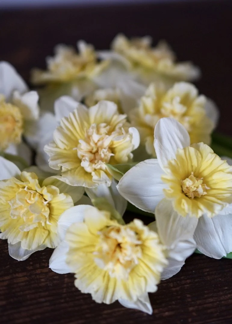 Daffodil Ice King