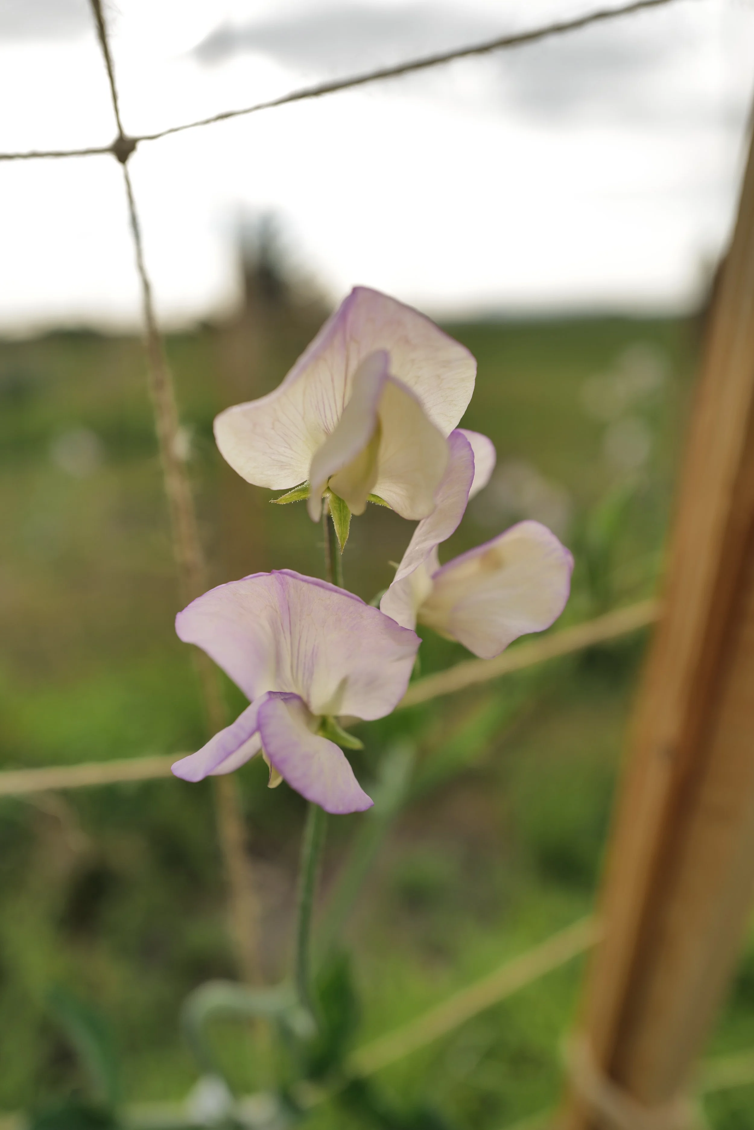 Sweet Pea Greenfingers