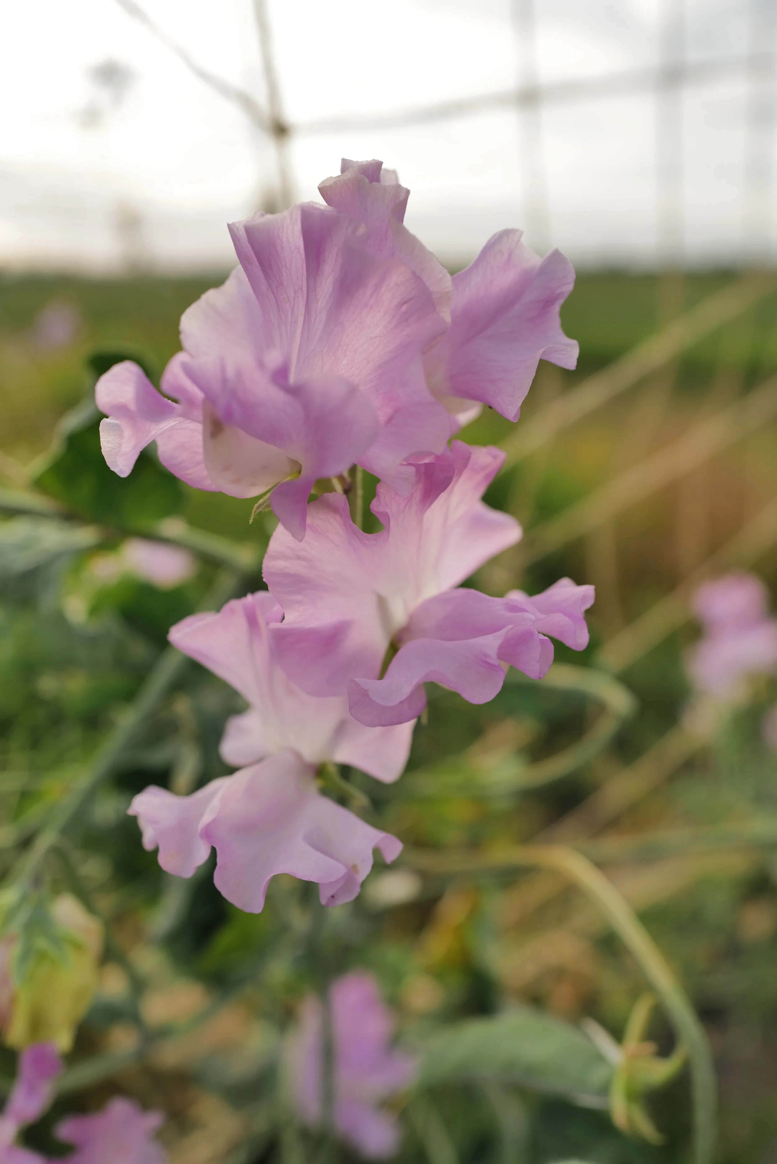 Sweet Pea Lilac Romance