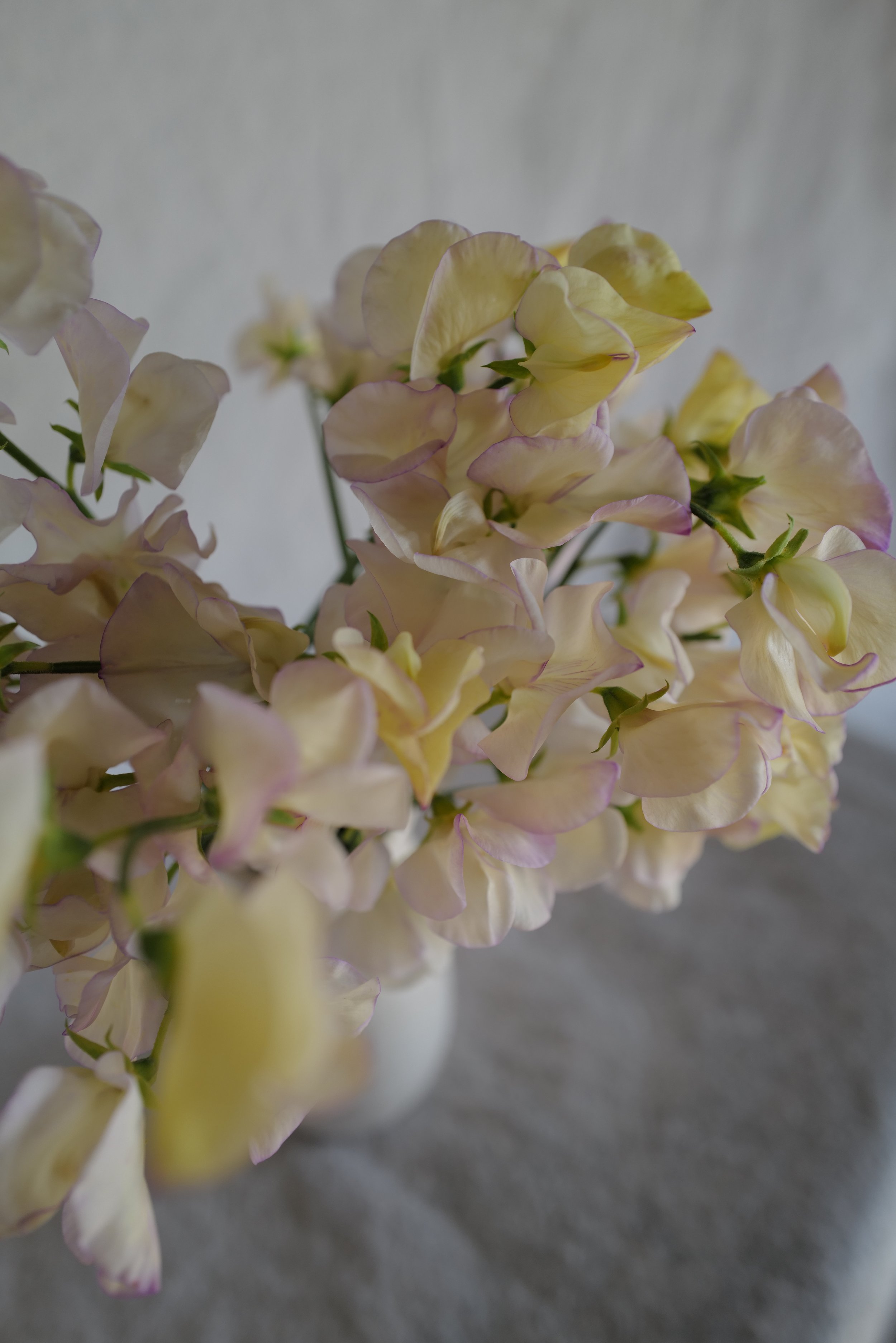 High Scent11.JPG