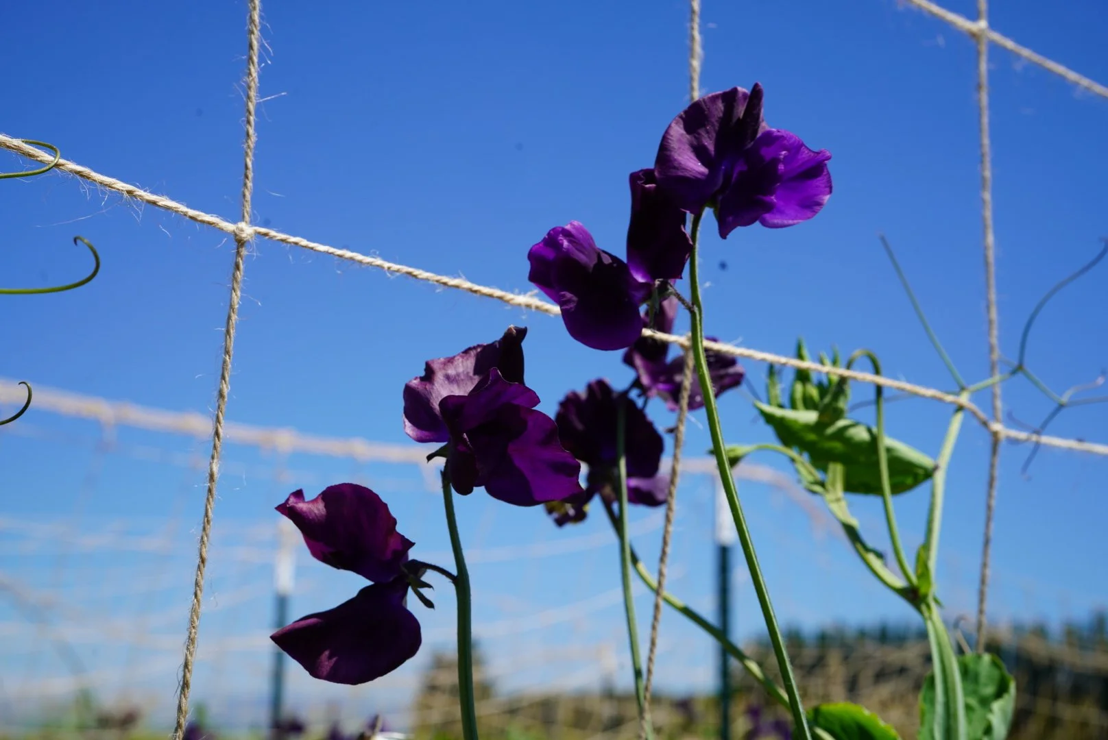 Sweet Pea Just Jenny