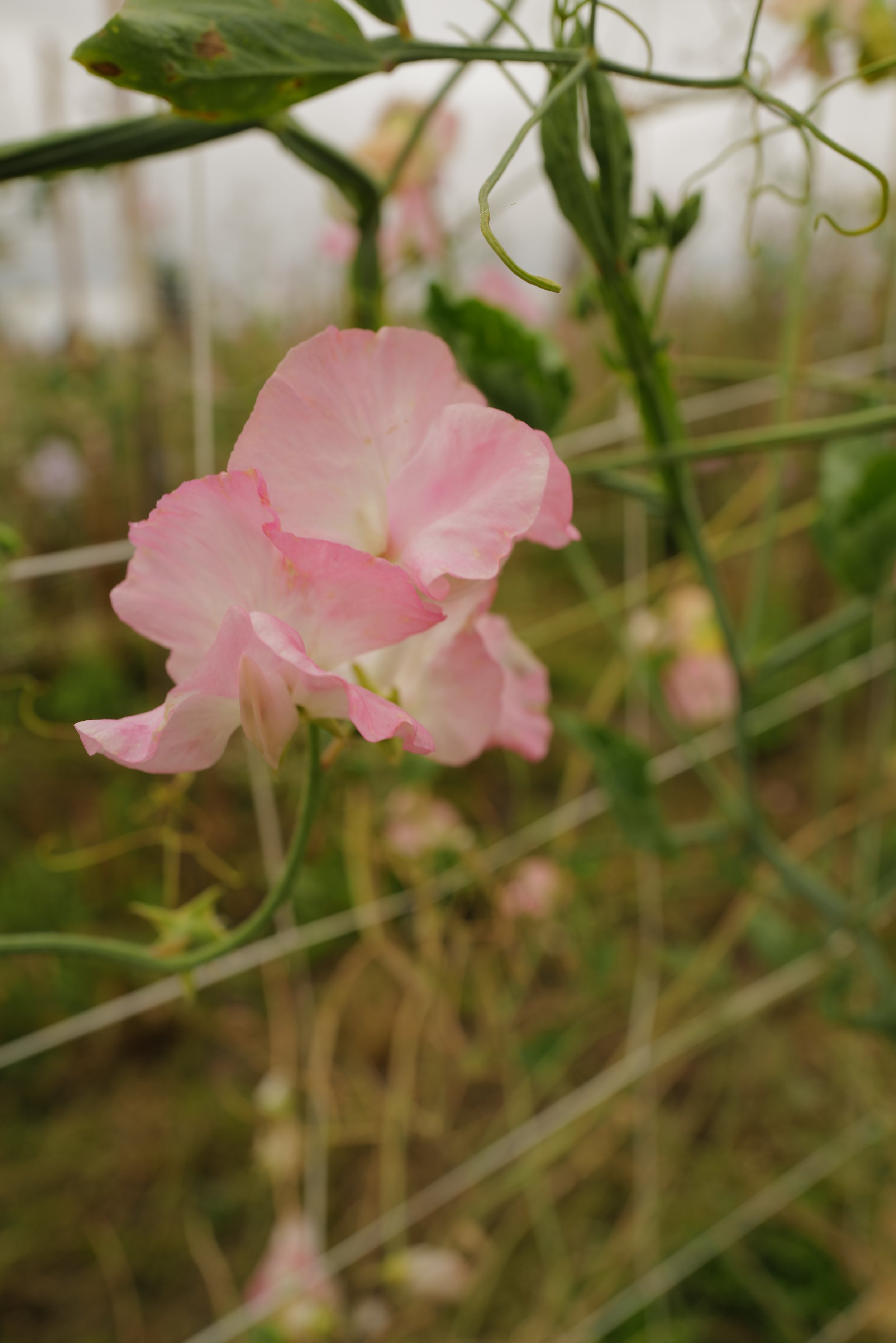 Amy Dowden Sweet Pea - Songbird Seed Co..JPG