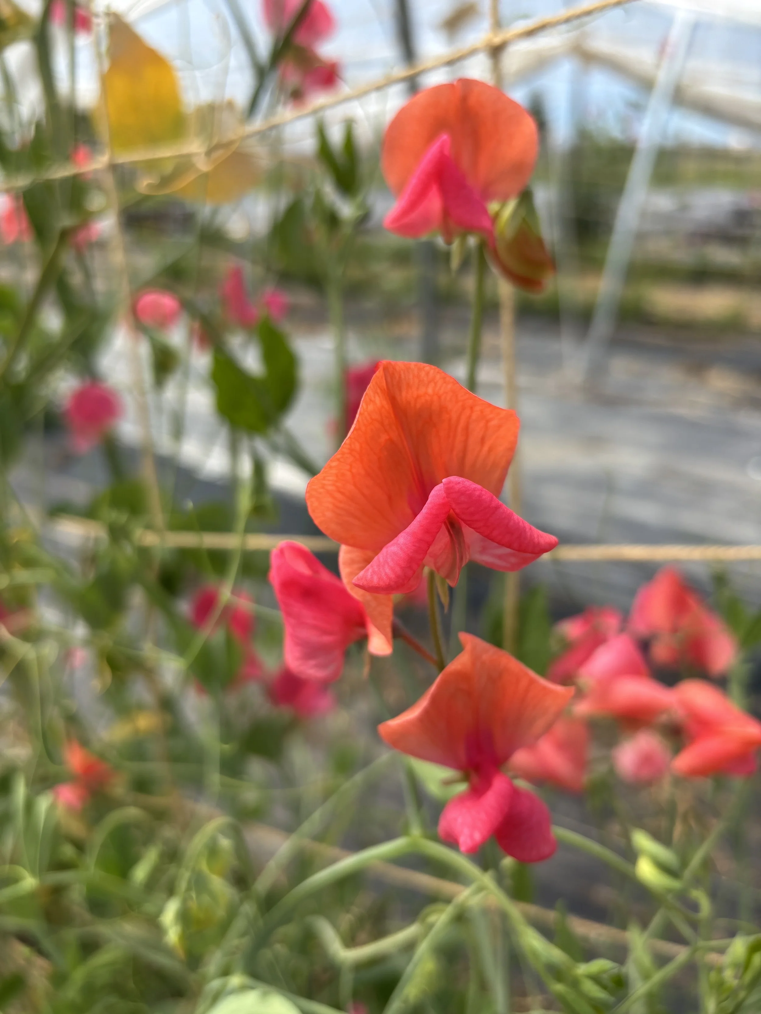 Sweet Pea Prince of Orange