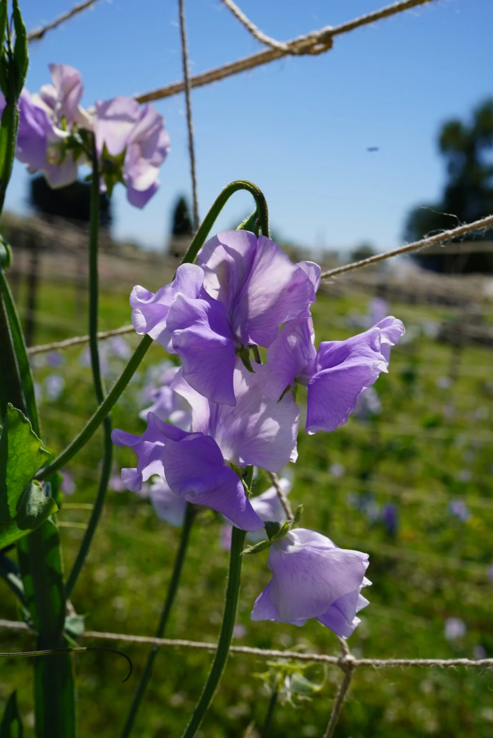 Glynne Collins - Lumpy