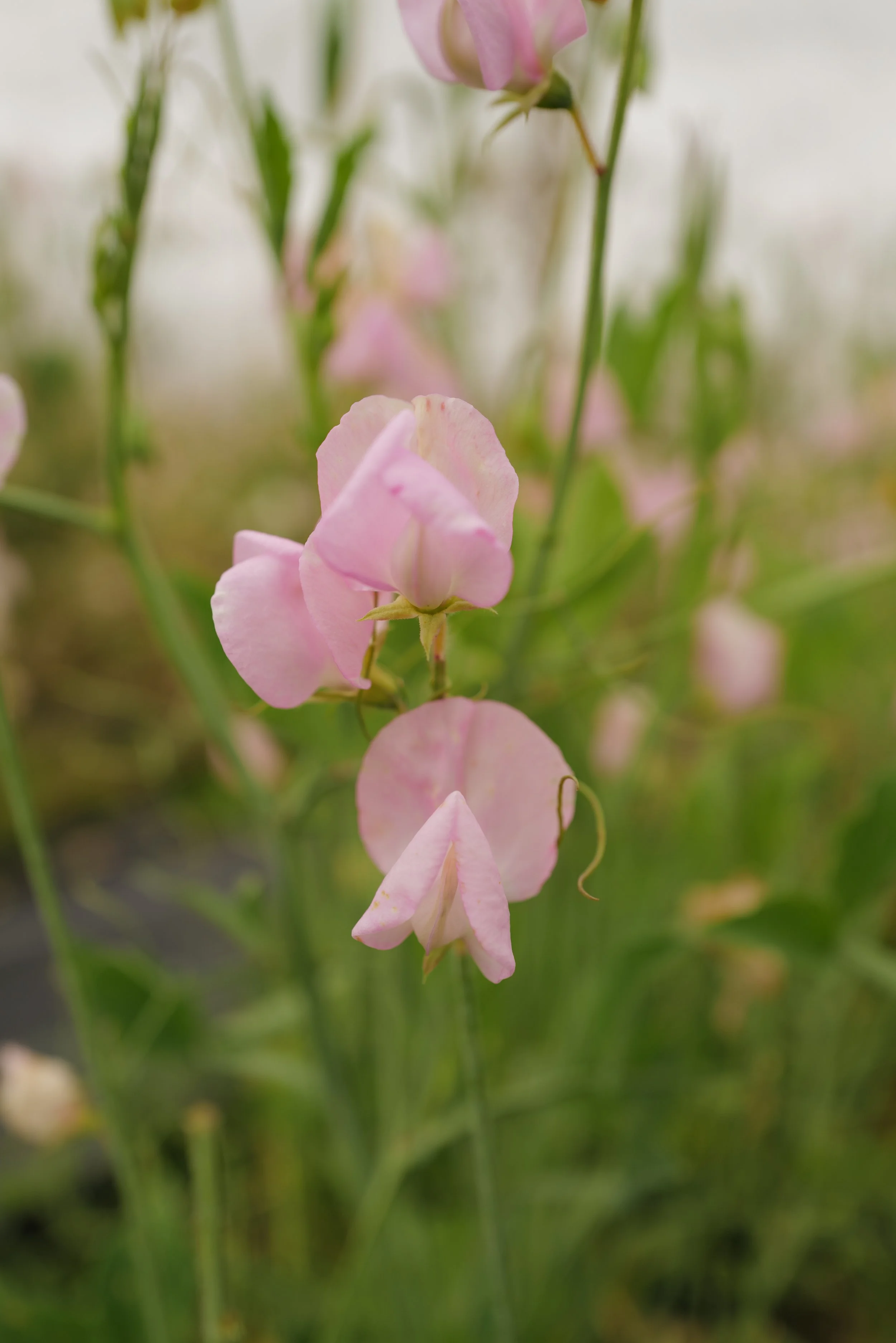 Janet Scott Sweet Pea - Songbird Seed Co..JPG