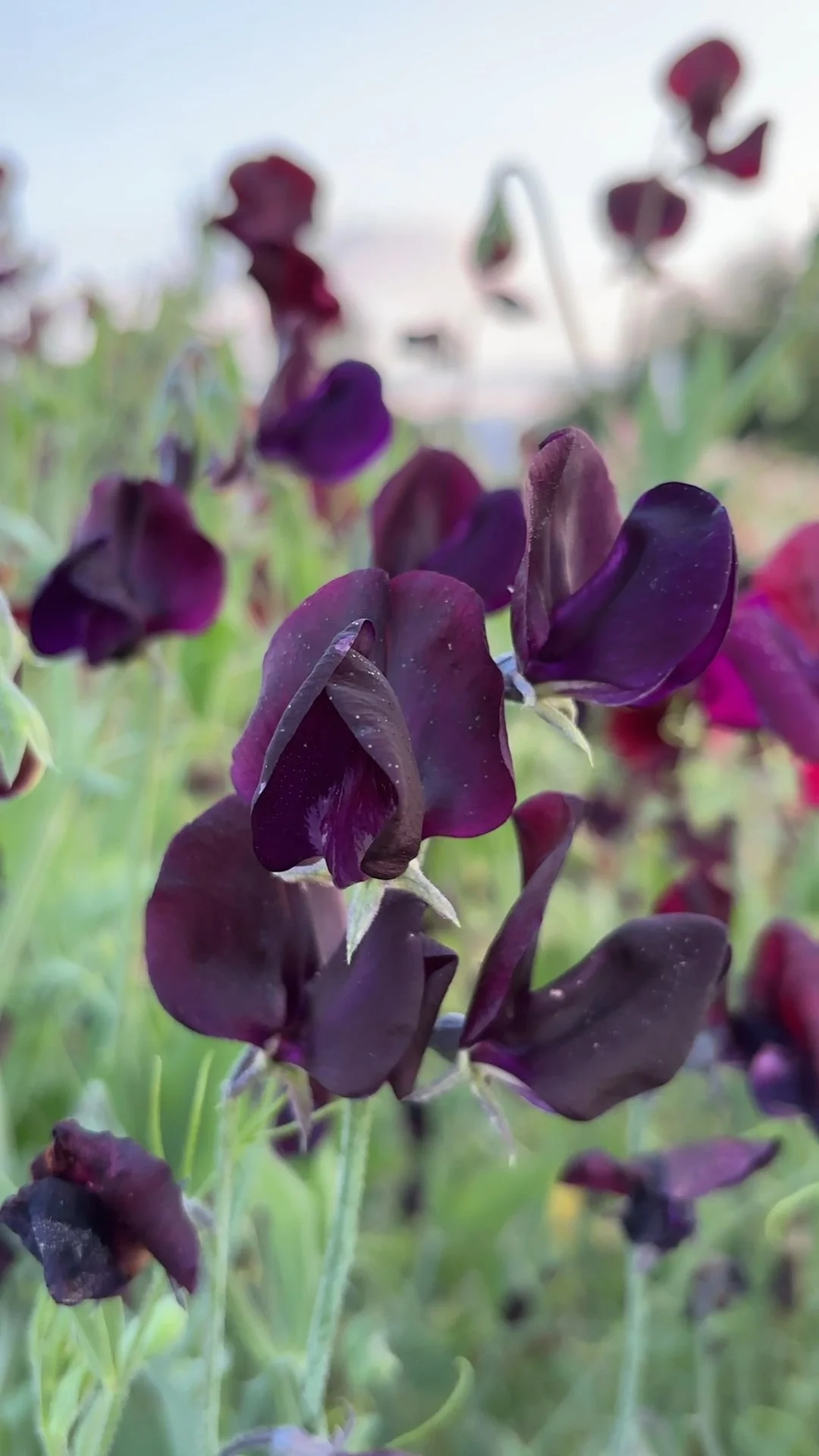 Sweet Pea Almost Black