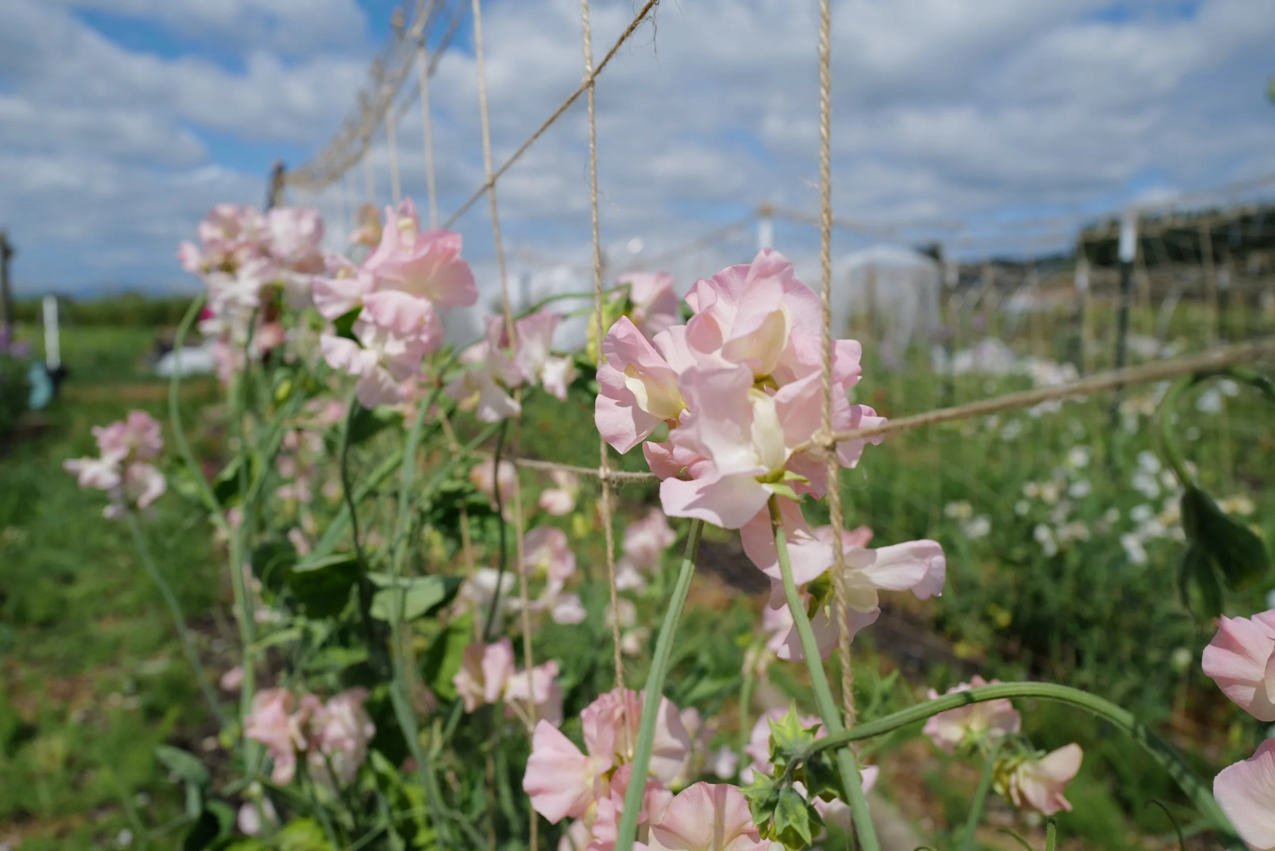 Castlewellan  • Sweet Pea Seedling