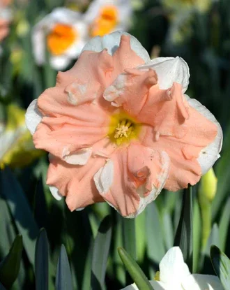 Daffodil Apricot Whirl