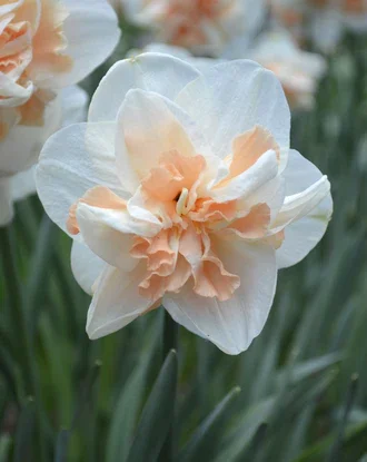 Daffodil Delnashaugh
