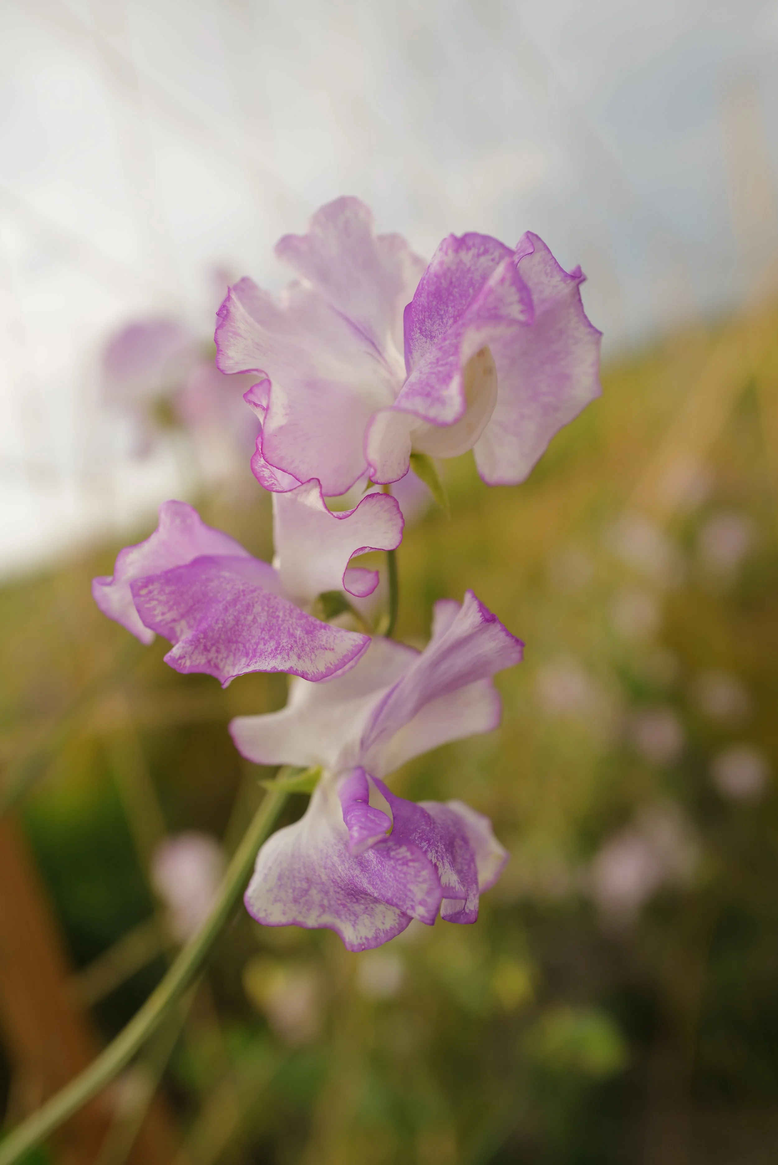 Sweet Pea Sir Jimmy Shand