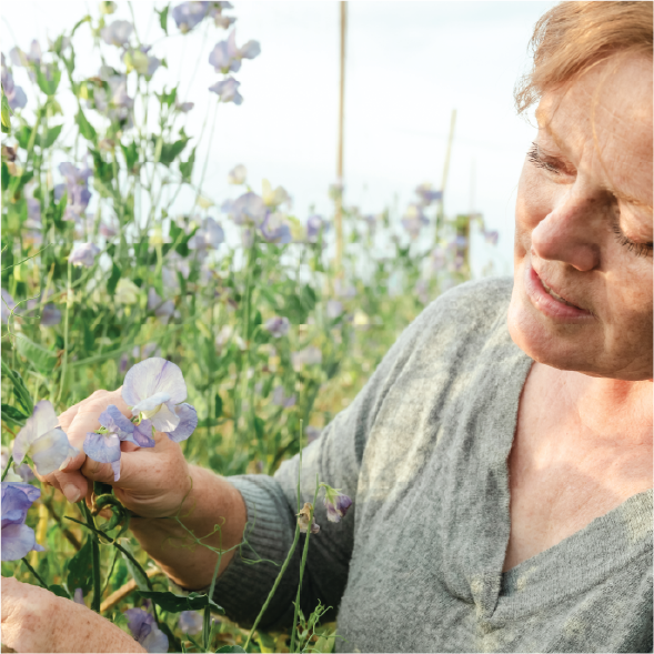 Advanced Sweet Pea Growing - Oct 24, 10am - 12pm