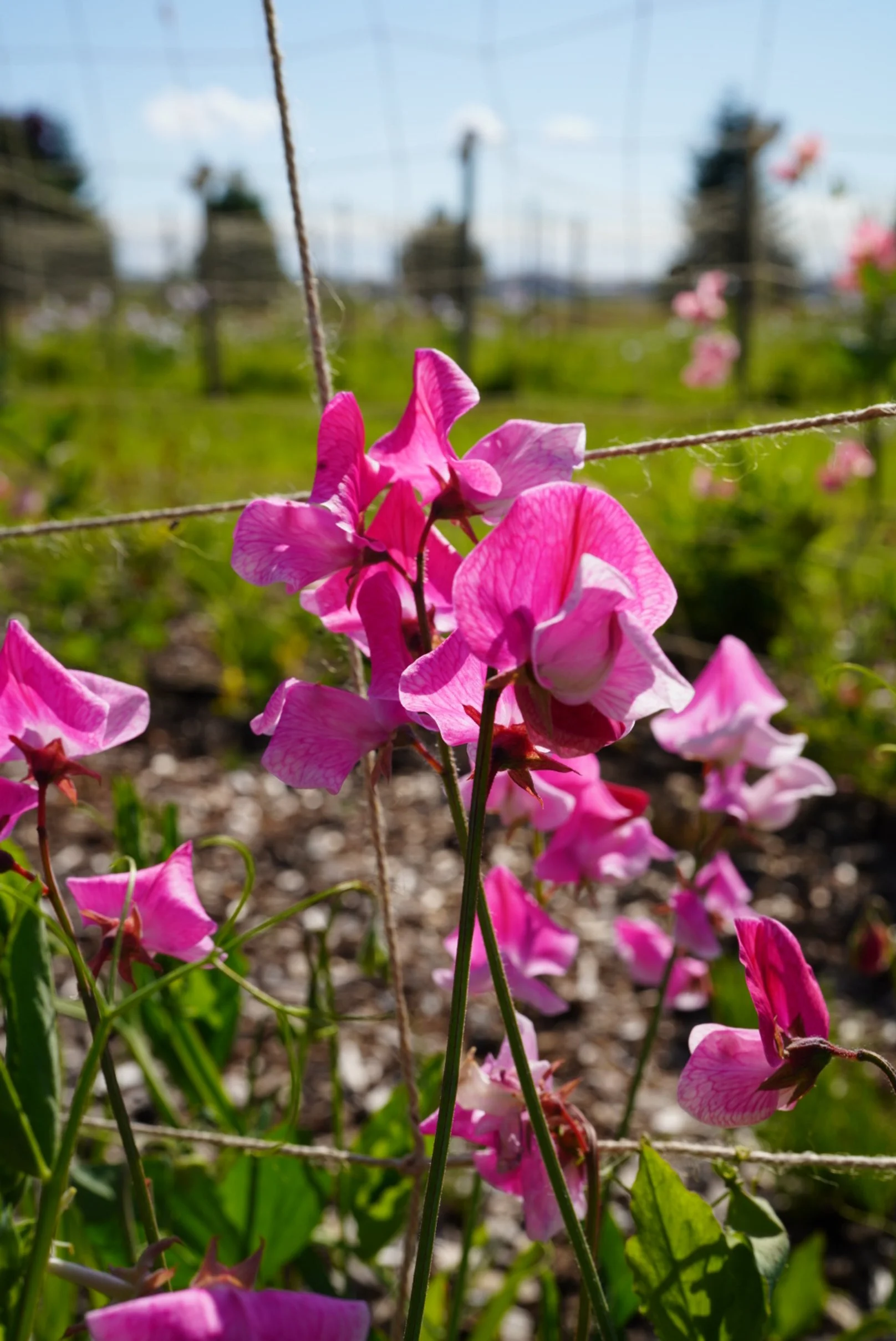 Sweet Pea Strawberry Fields