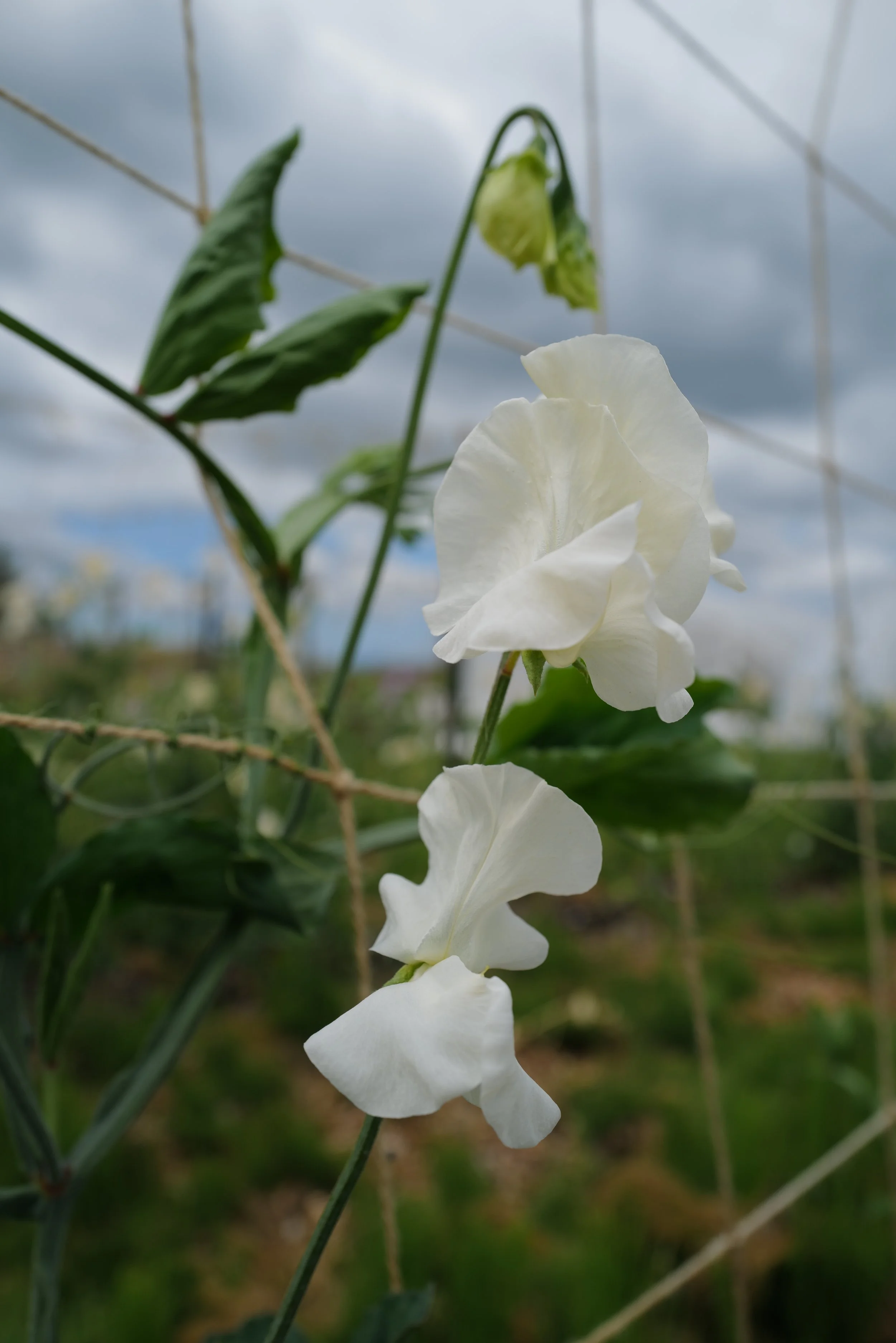 Sweet Pea Castle of Mey