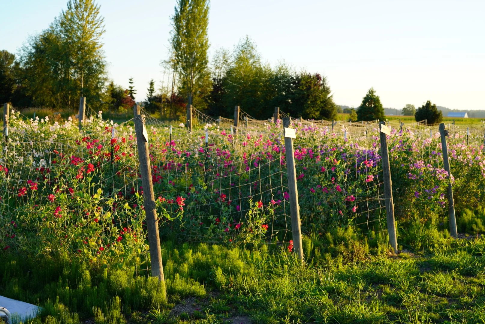 Field Notes | Thoughts from a Feral Gardener — Songbird Seed Co.
