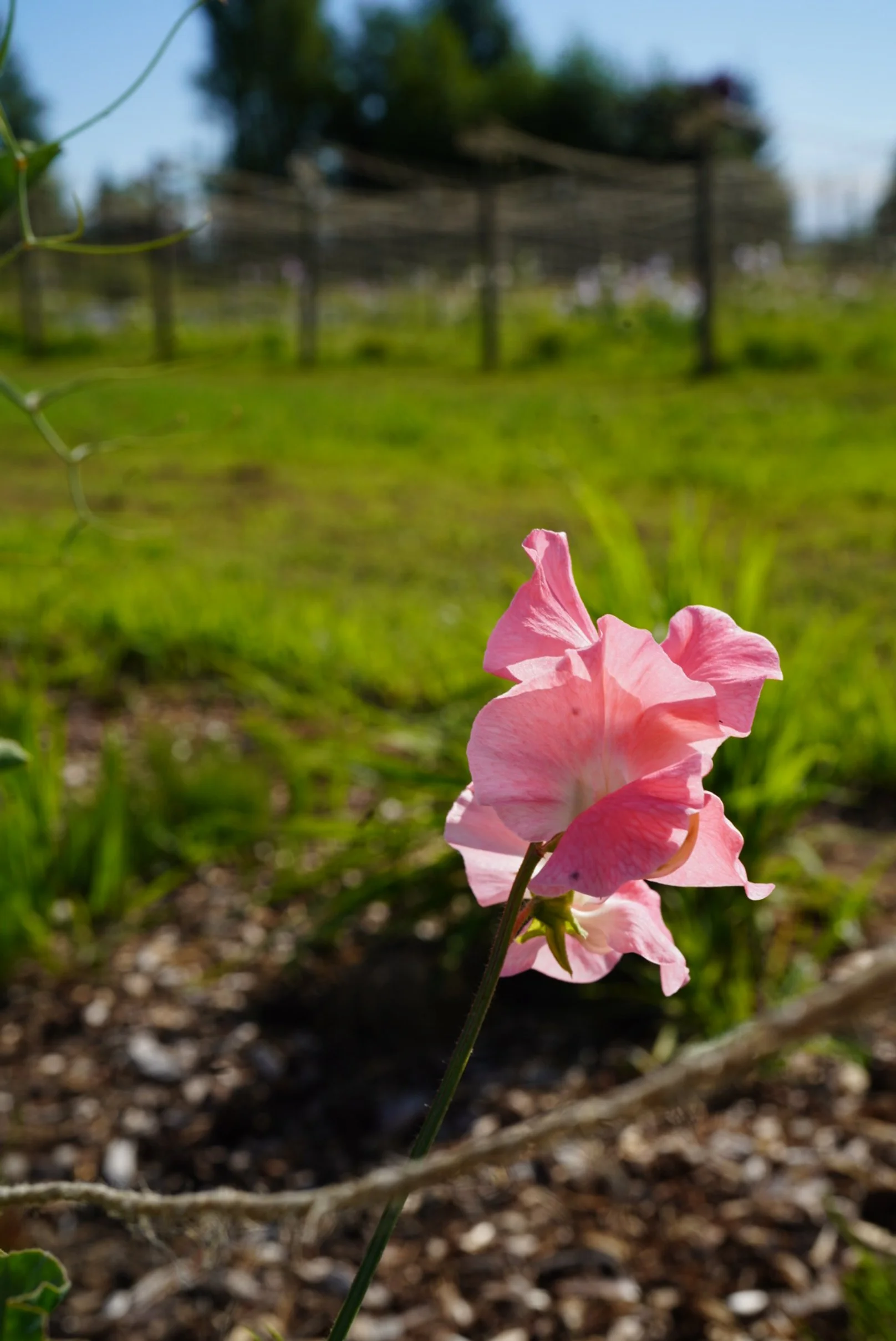 Sweet Pea William & Catherine