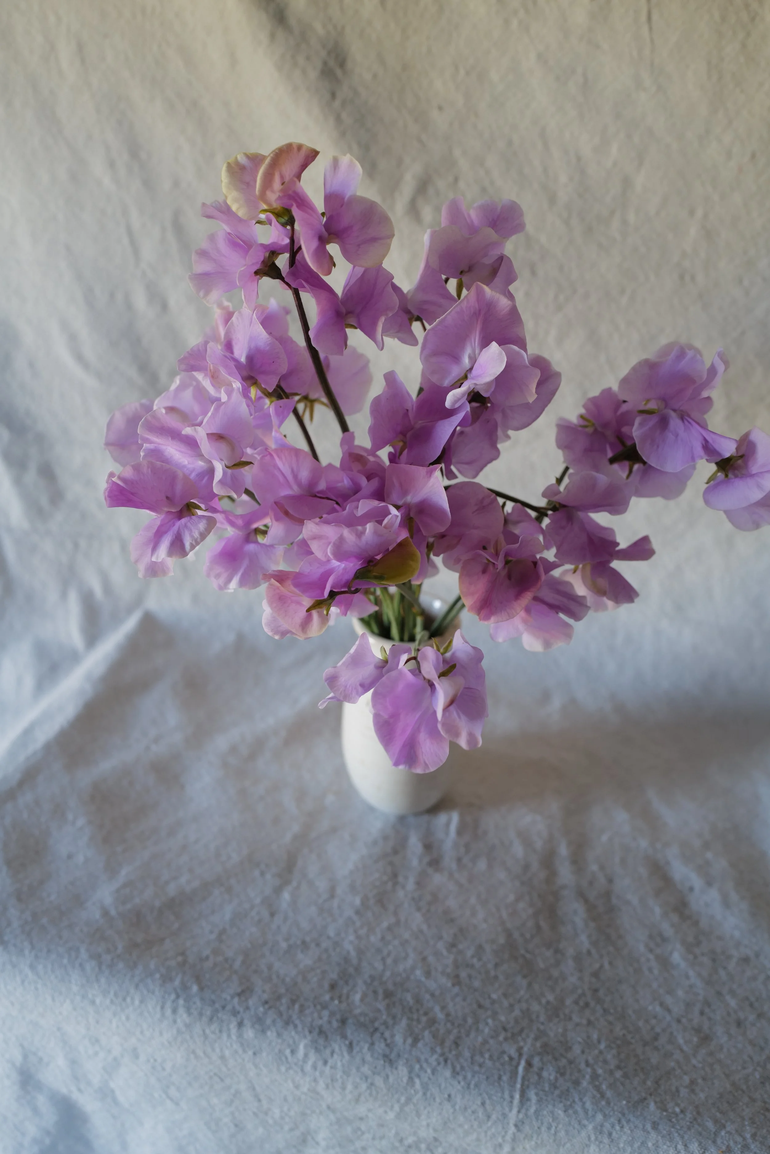 Daphne7.JPG