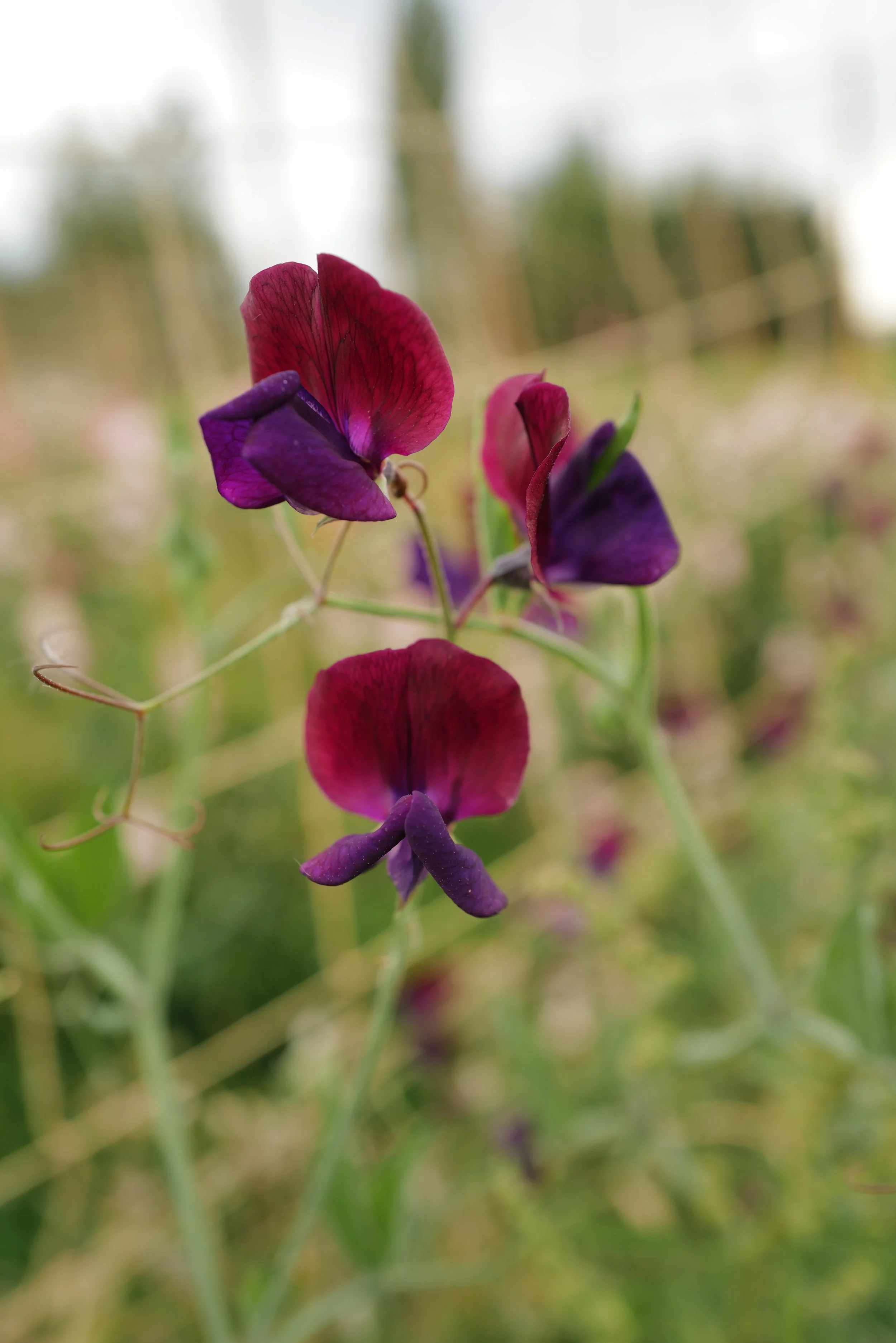 Sweet Pea Purple Prince
