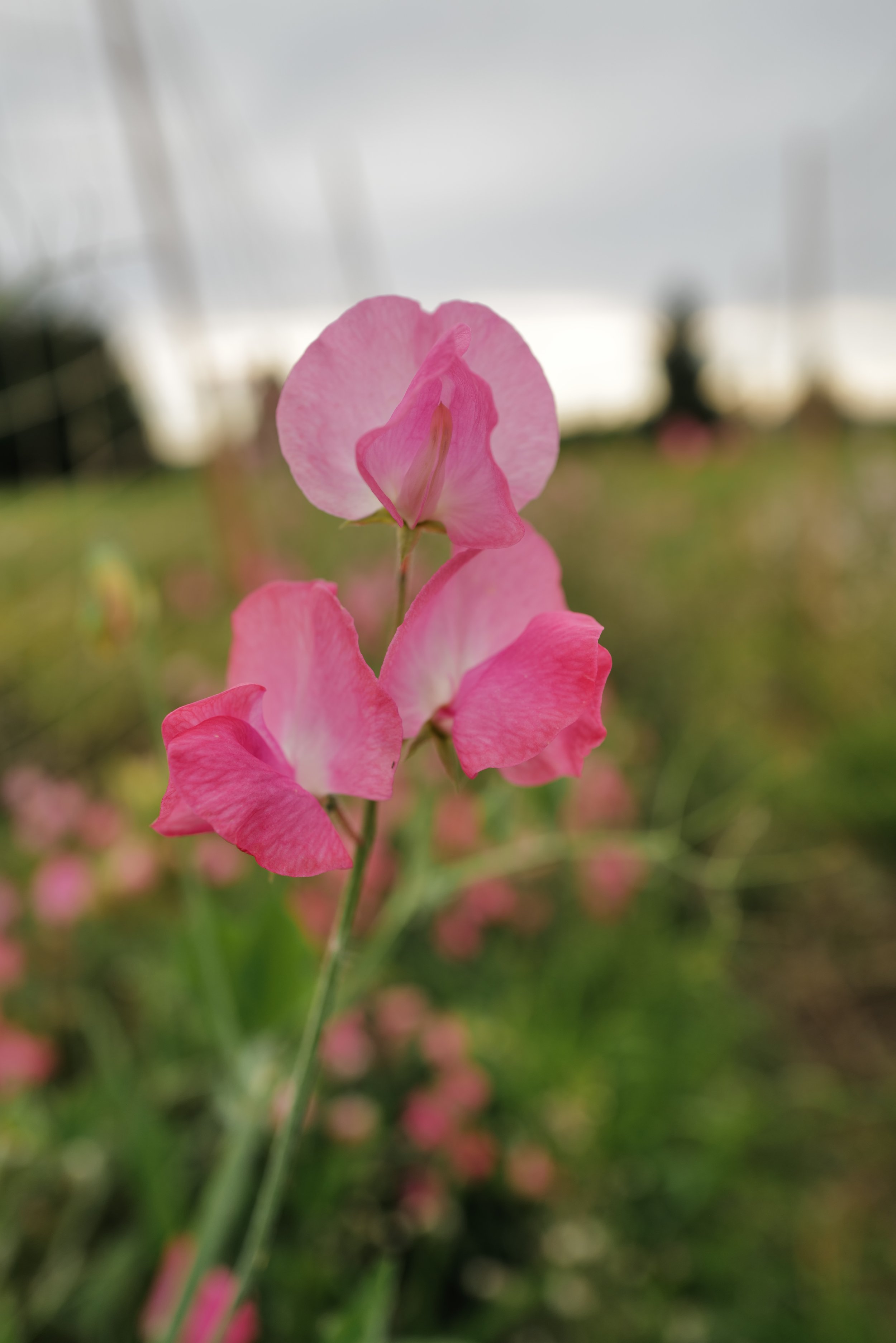 Sweet Pea Mrs. R. Bolton