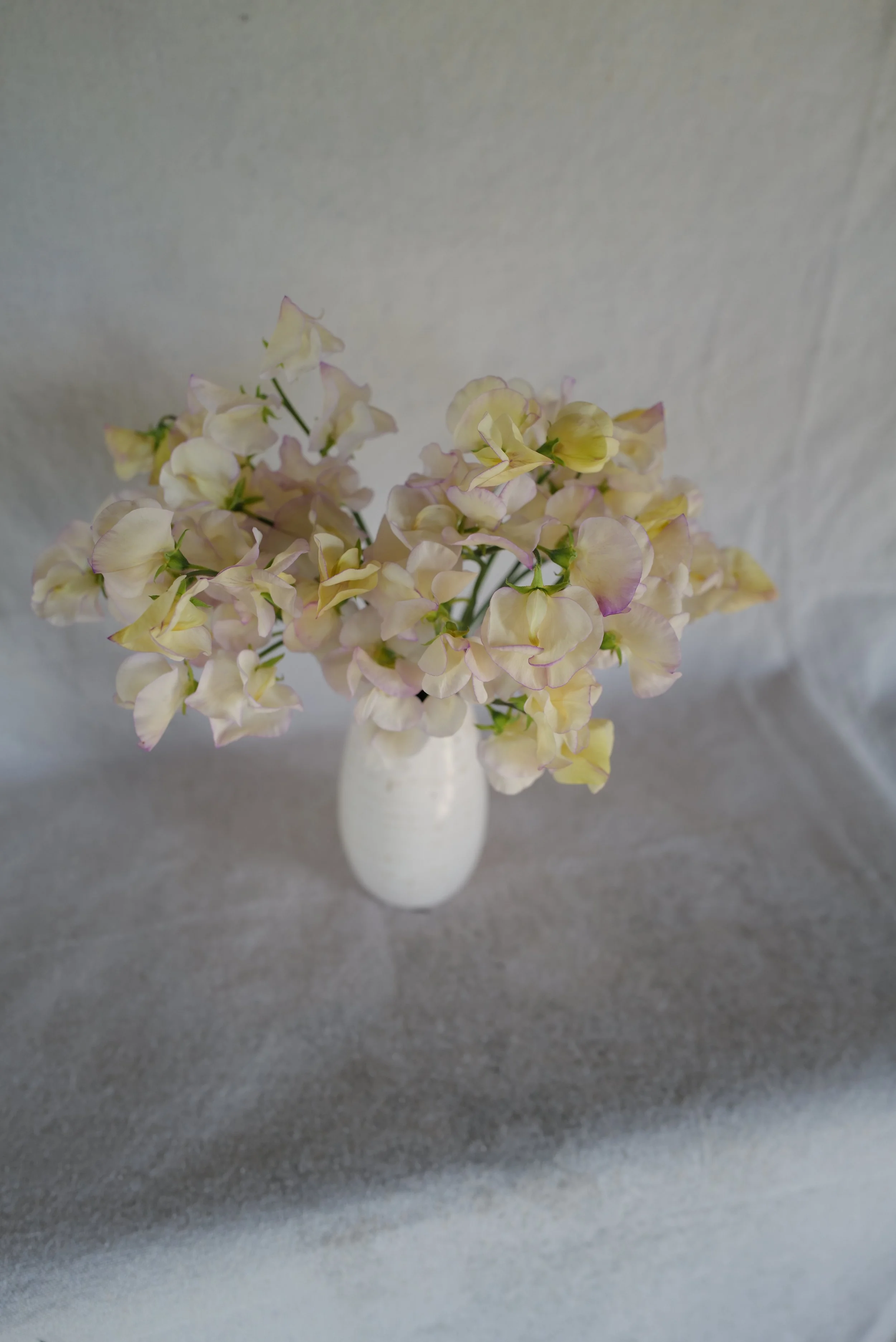 High Scent14.JPG