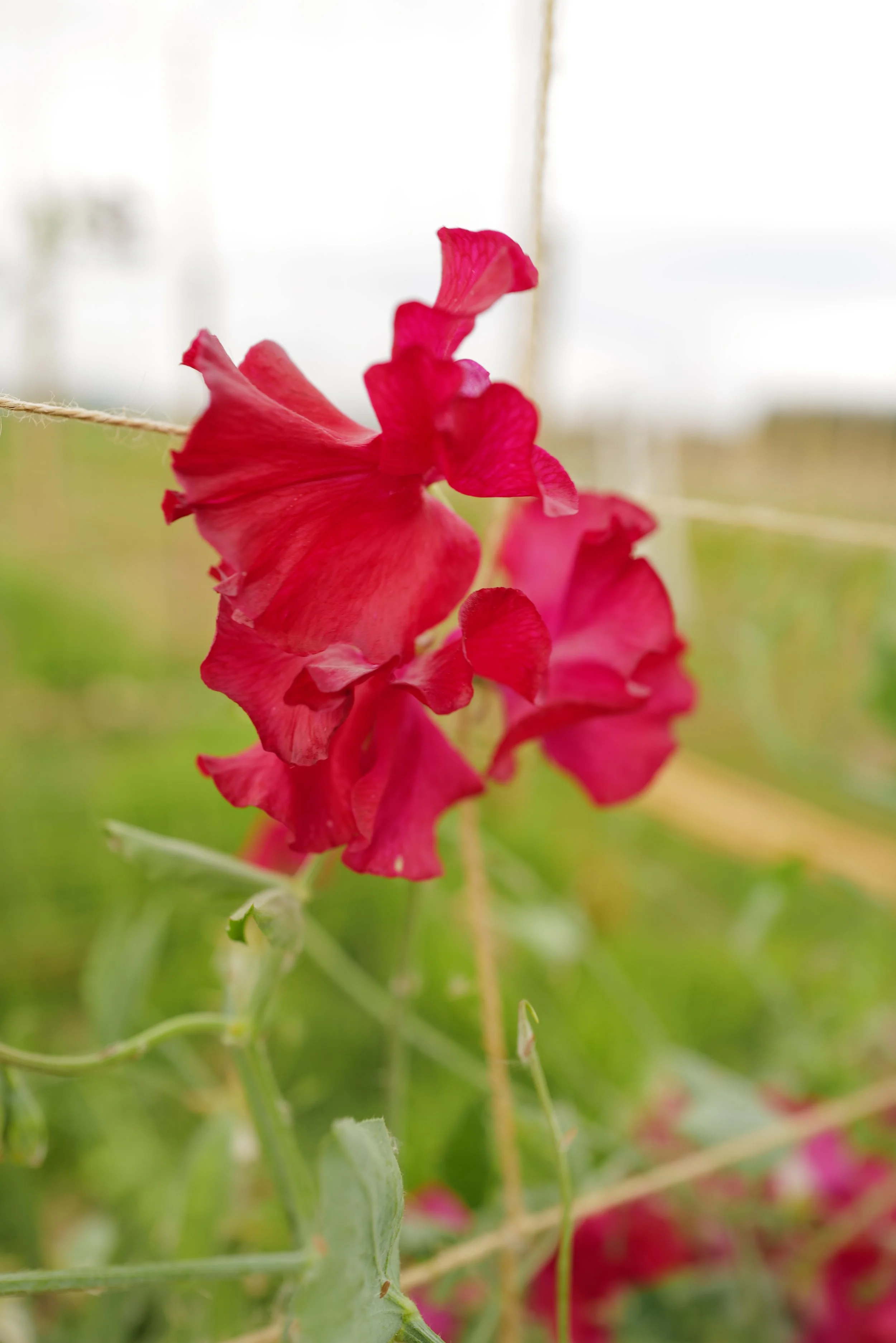 Millennium Sweet Pea - Songbird Seed Co..JPG