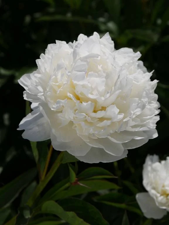 Peony Class Act