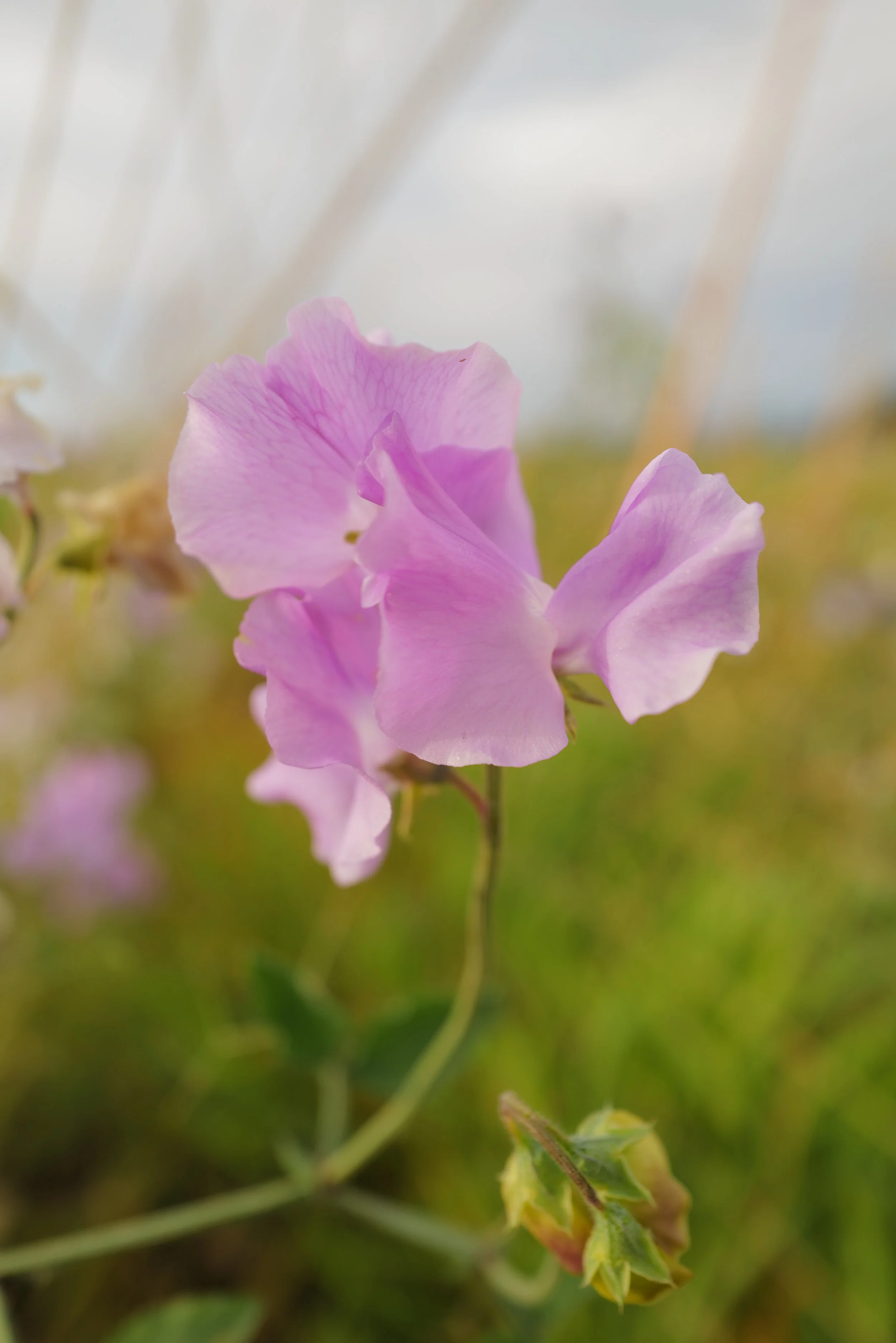 Sweet Pea Karen Louise