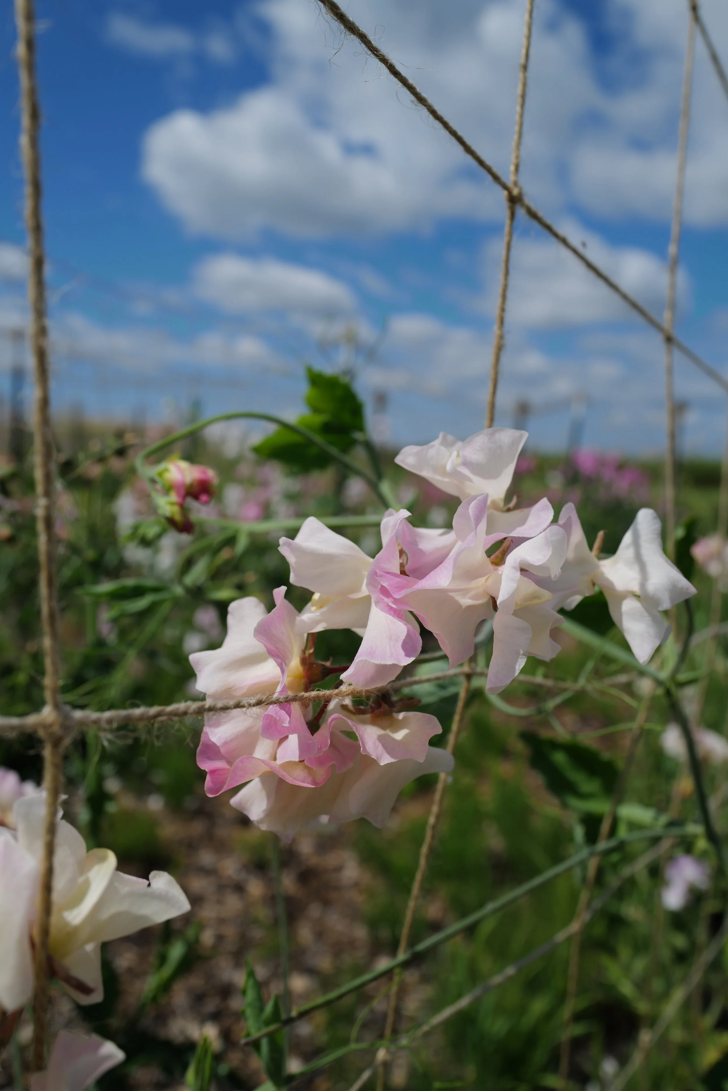 Mollie Rilstone - Lumpy