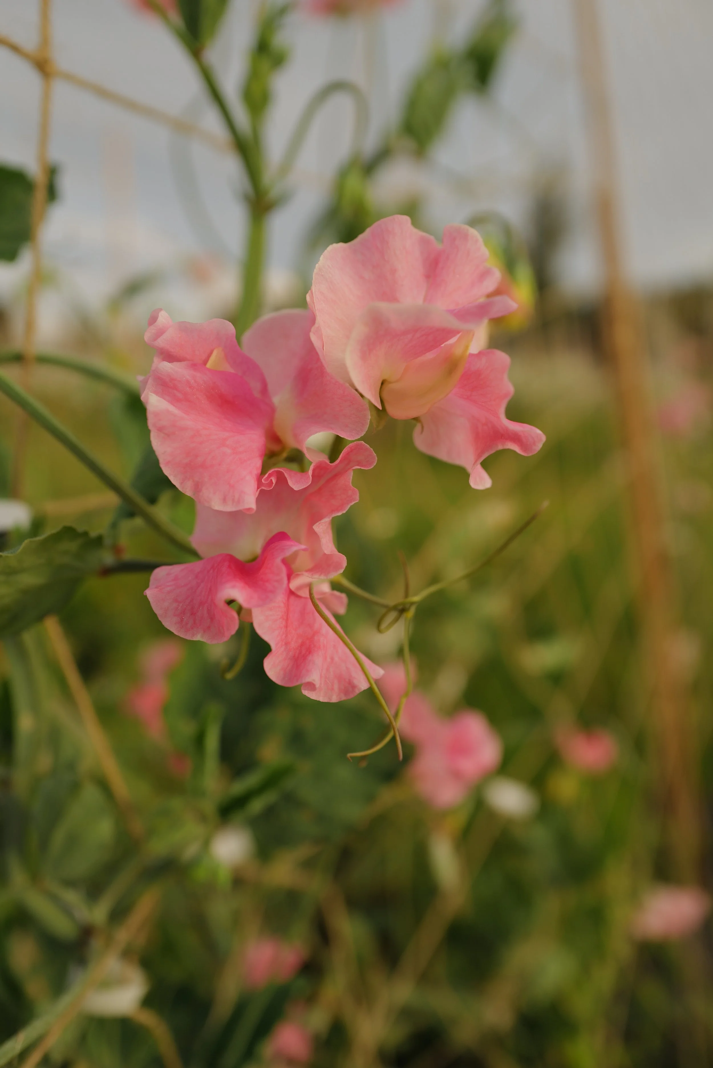 Sweet Pea Alan Titchmarsh