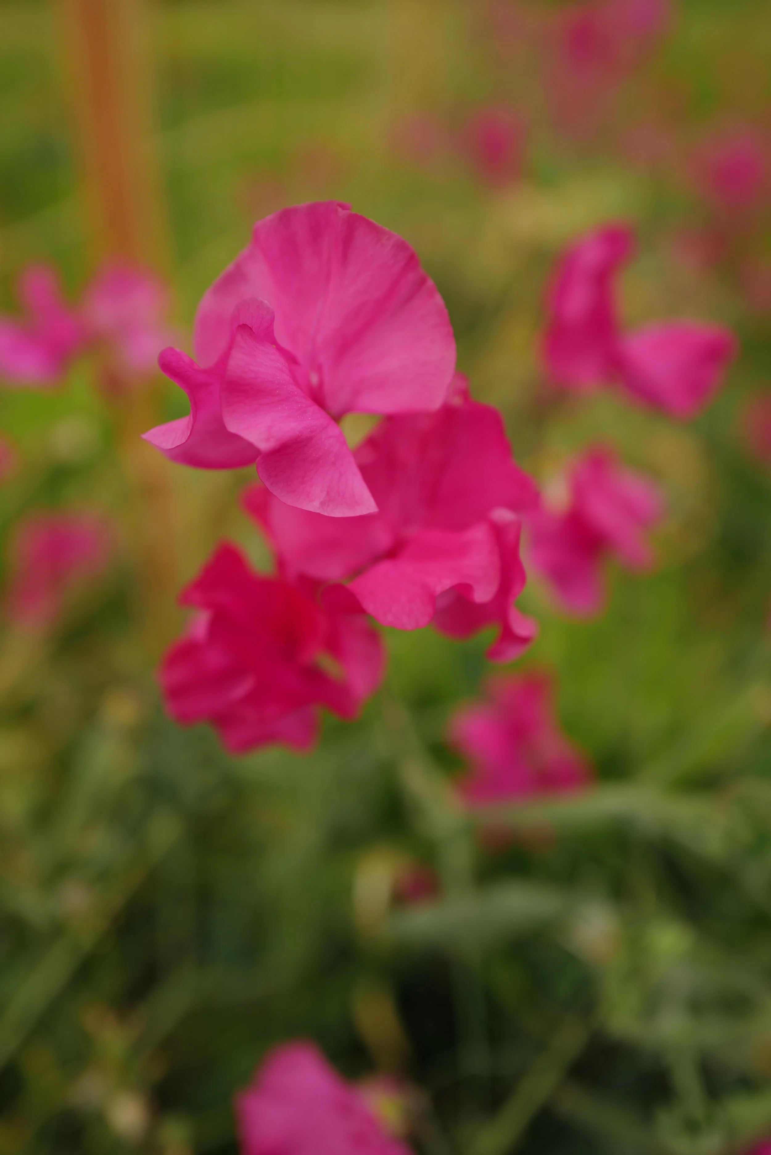 Sweet Pea Milly