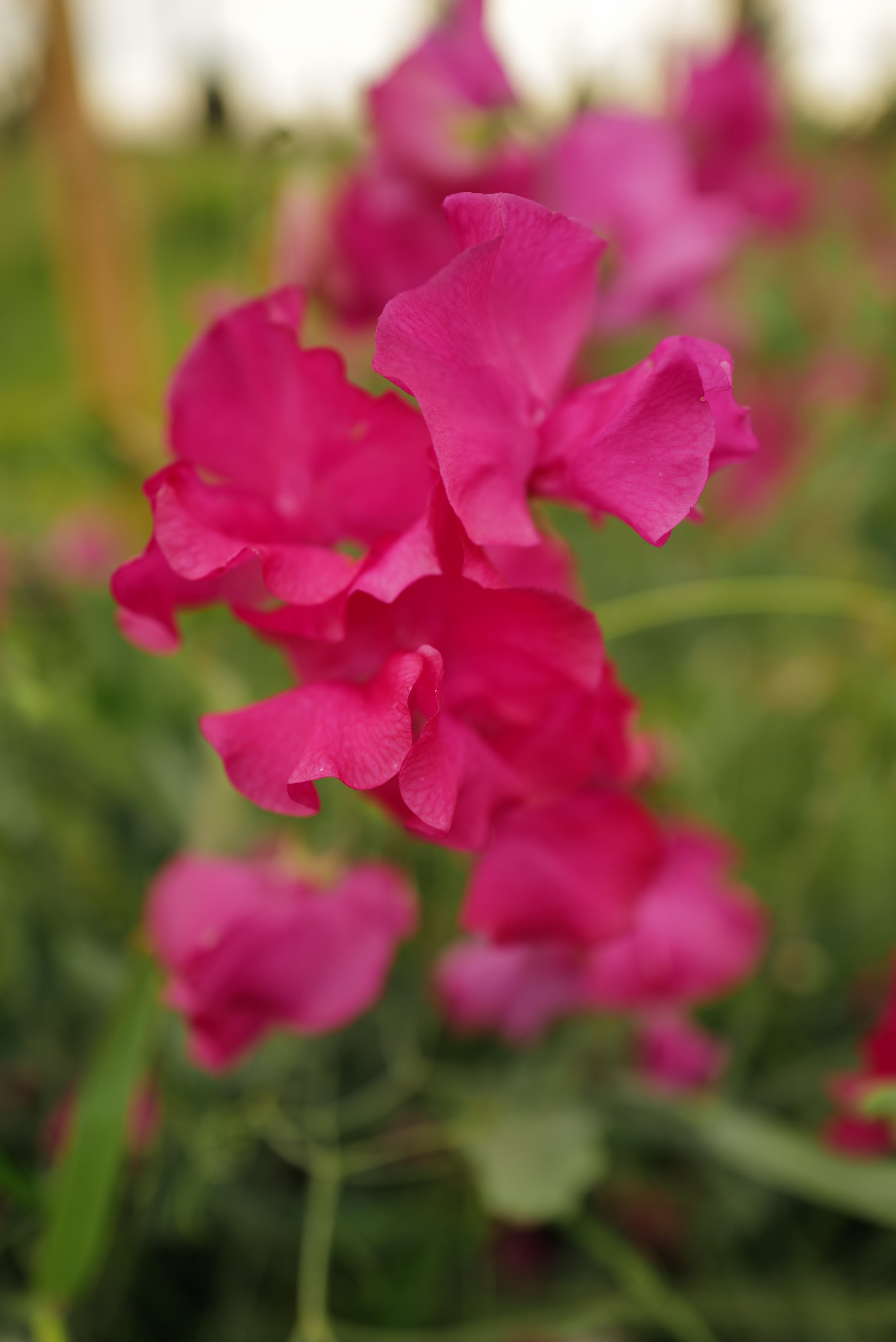 L1020531.JPG