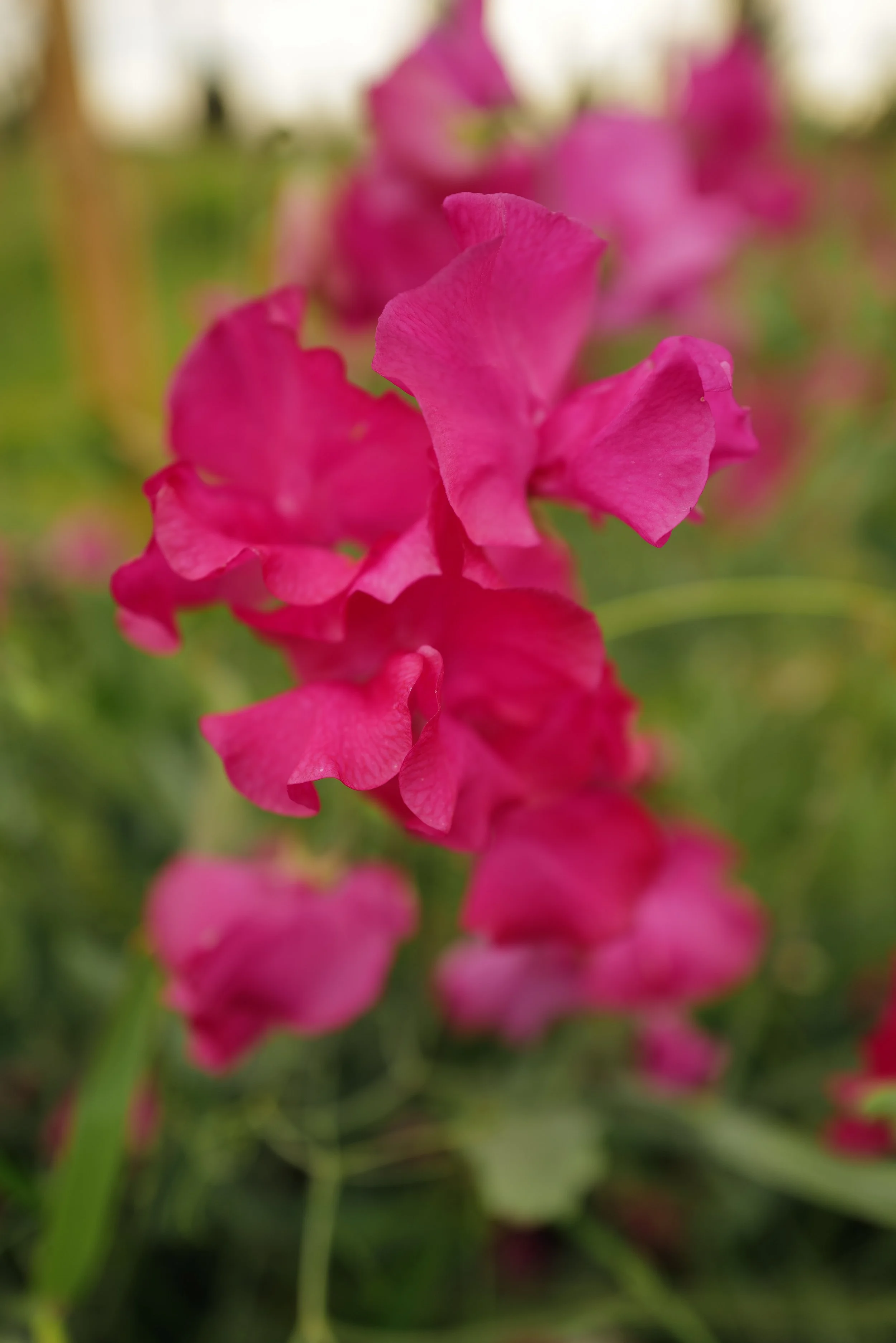 Milly Sweet Pea - Songbird Seed Co..JPG