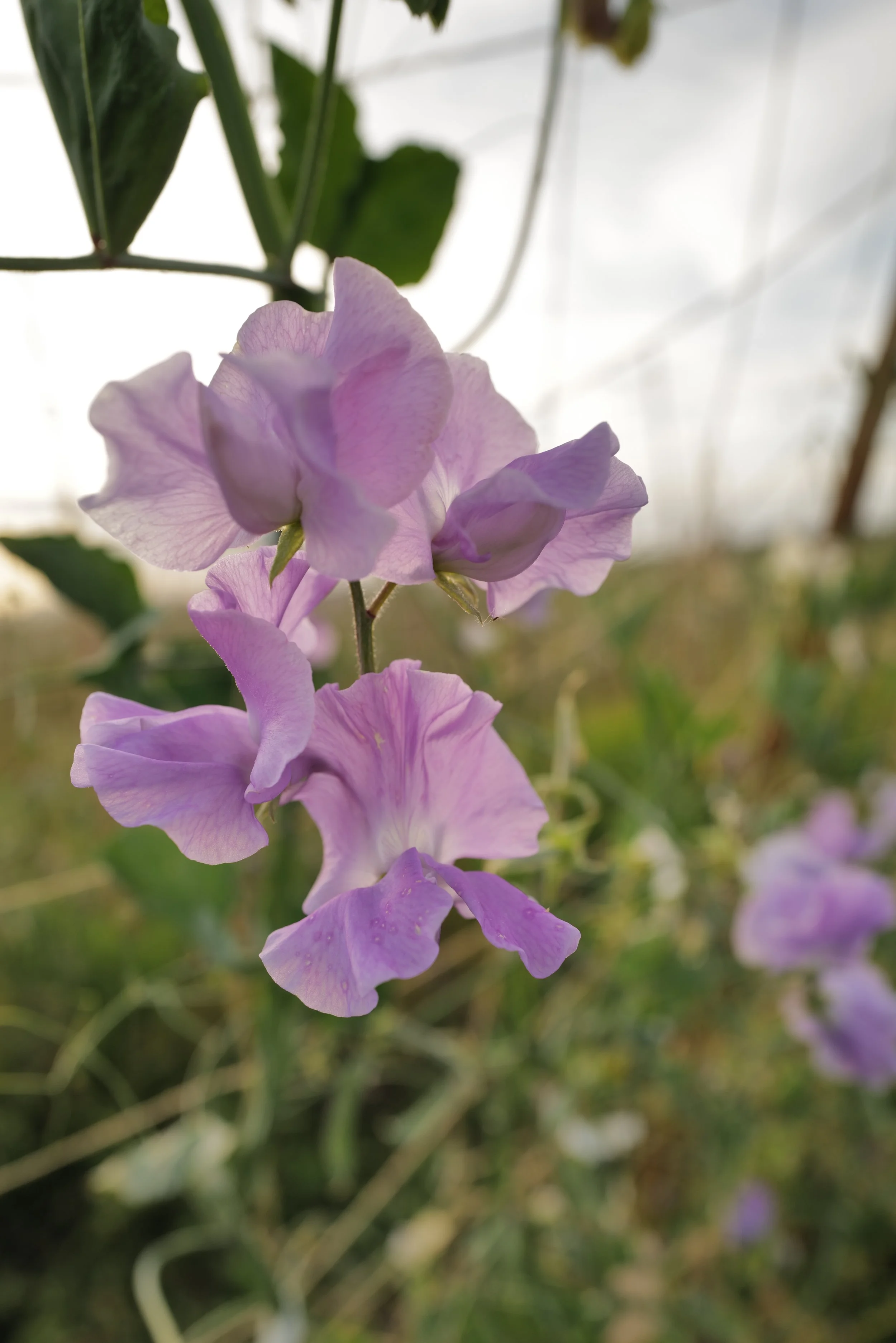 Sweet Pea Maestro