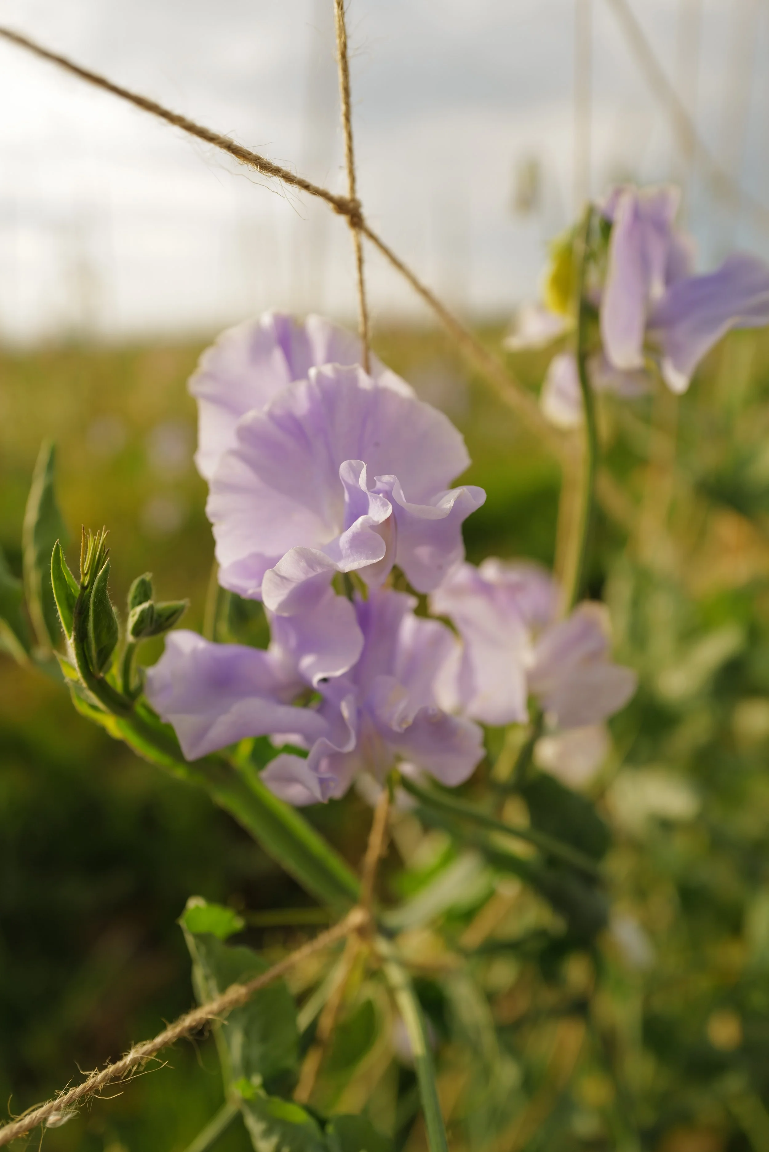 Sweet Pea Chris Harrod