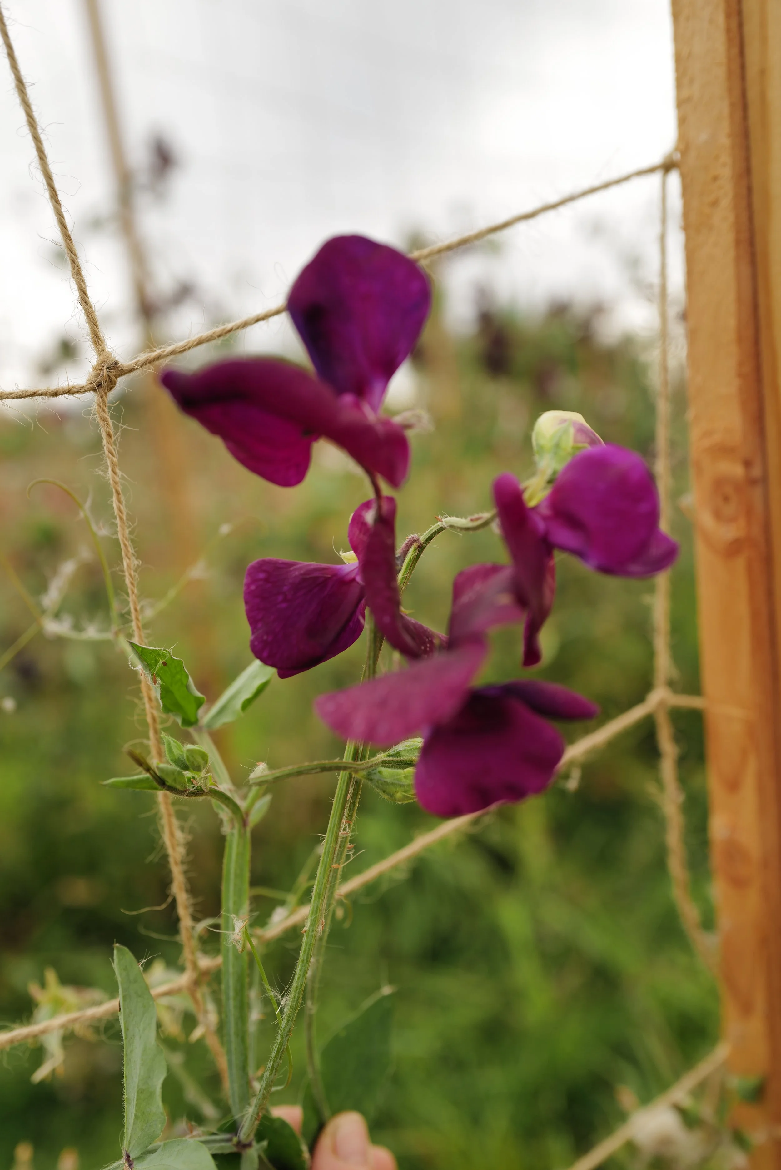 Sweet Pea Beaujolais