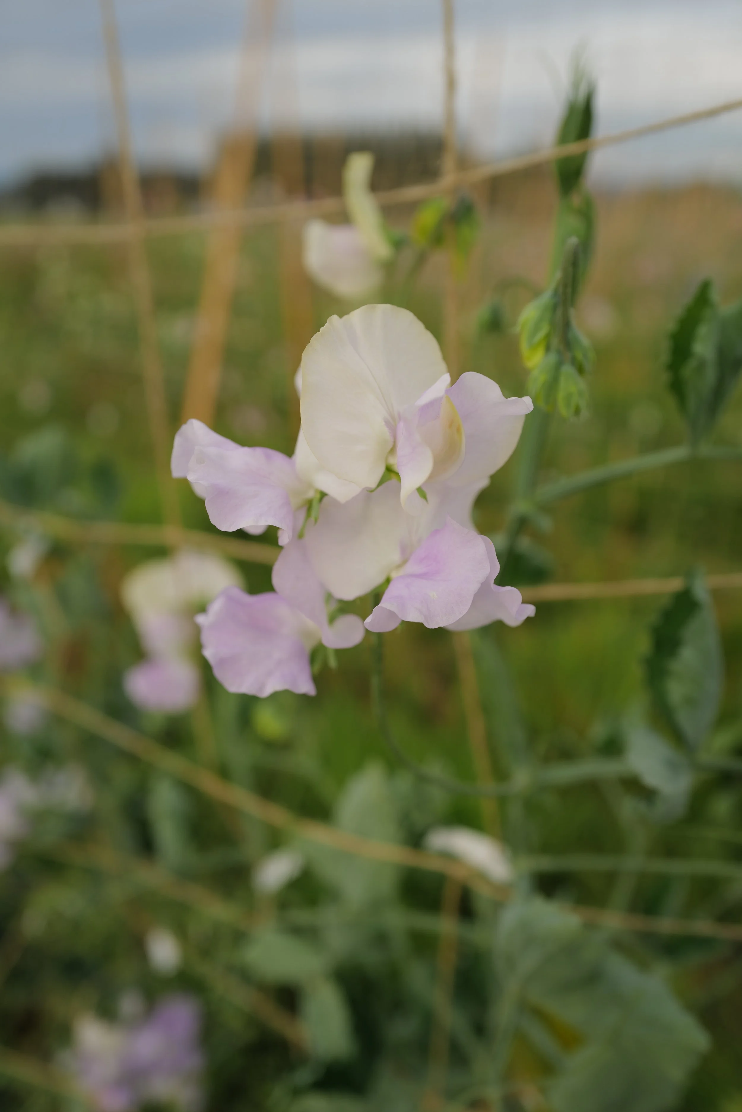 Sweet Pea Esme Rowena