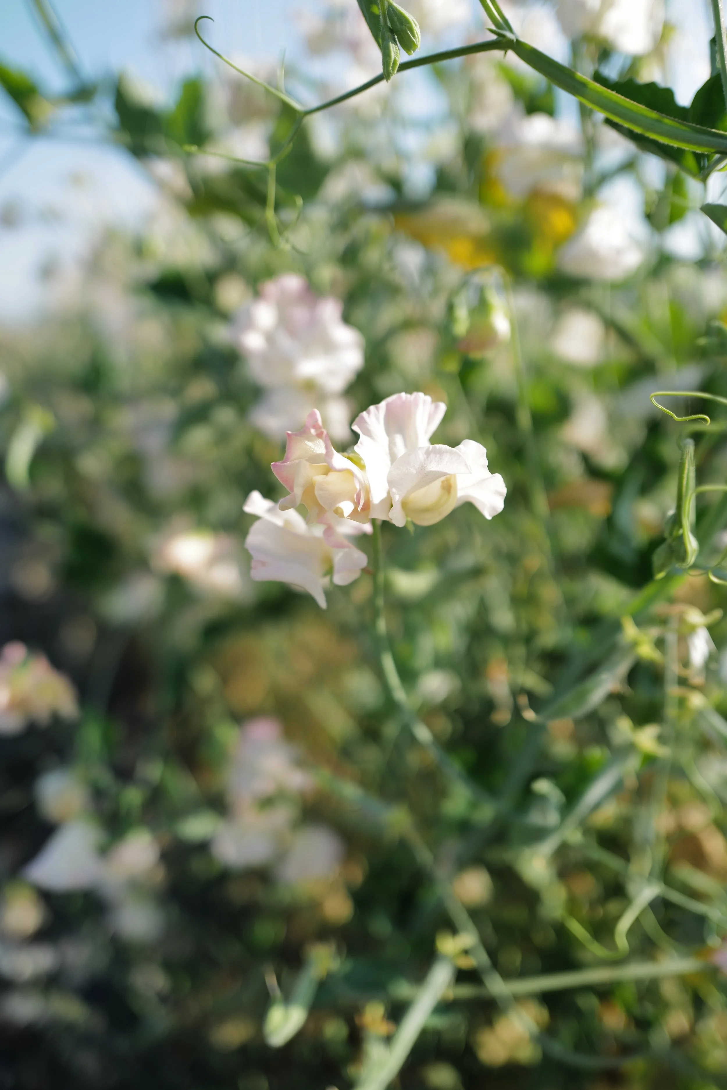 Sweet Pea Alison