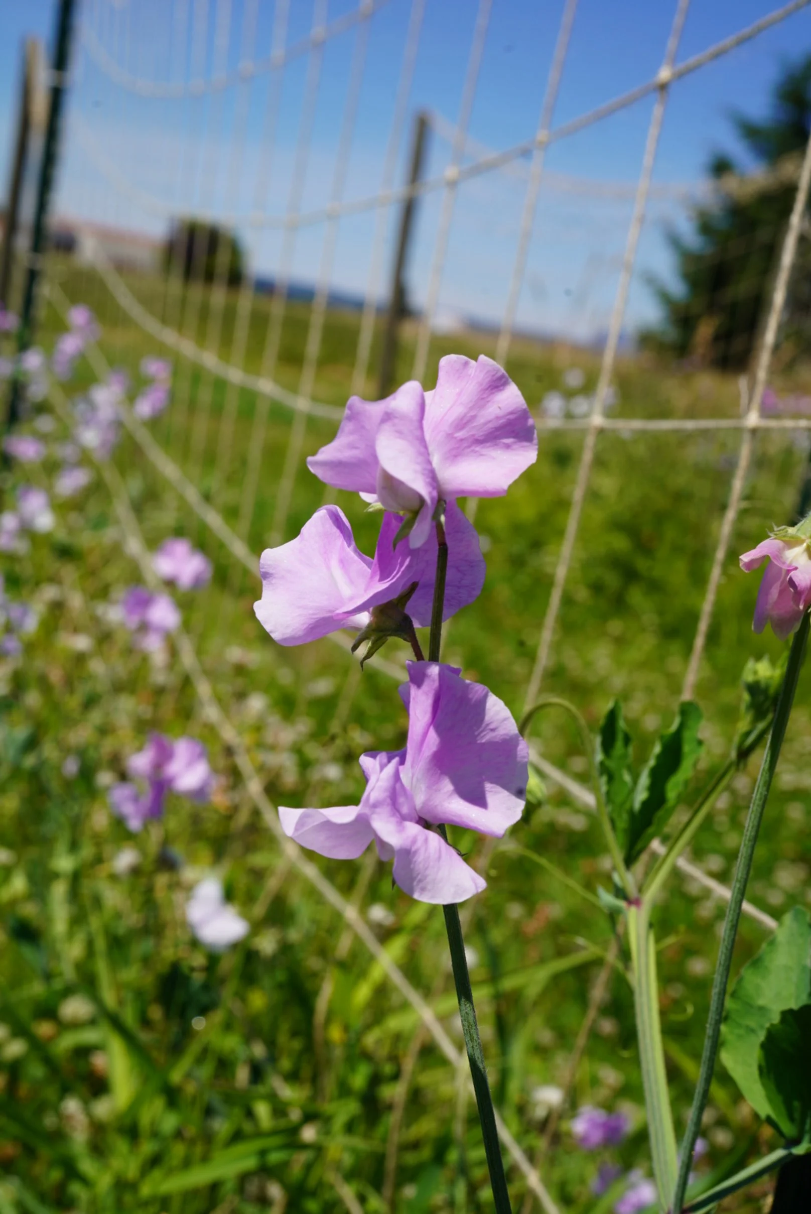 Sweet Pea Oyama Russian Blue