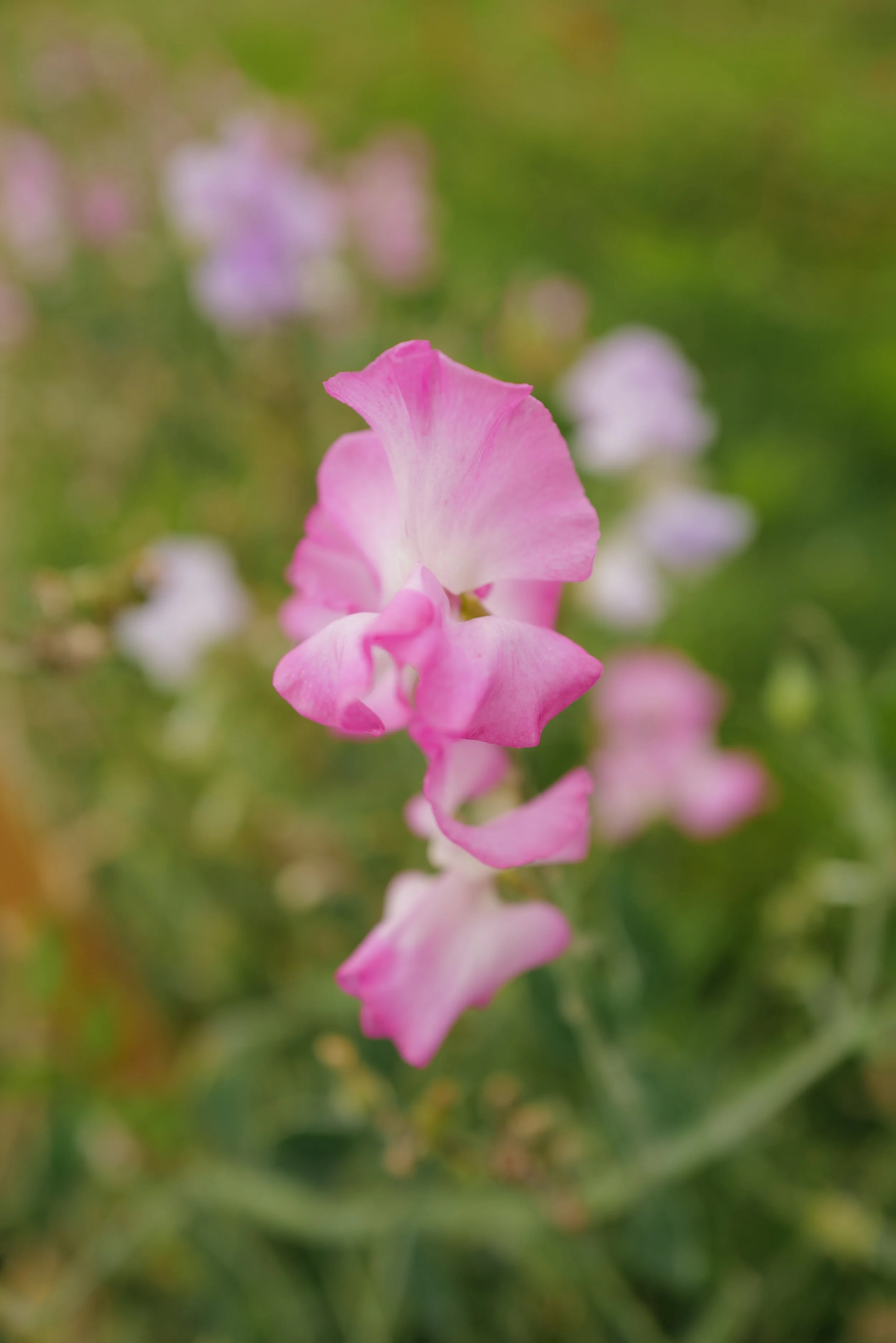 Sweet Pea Gwendoline