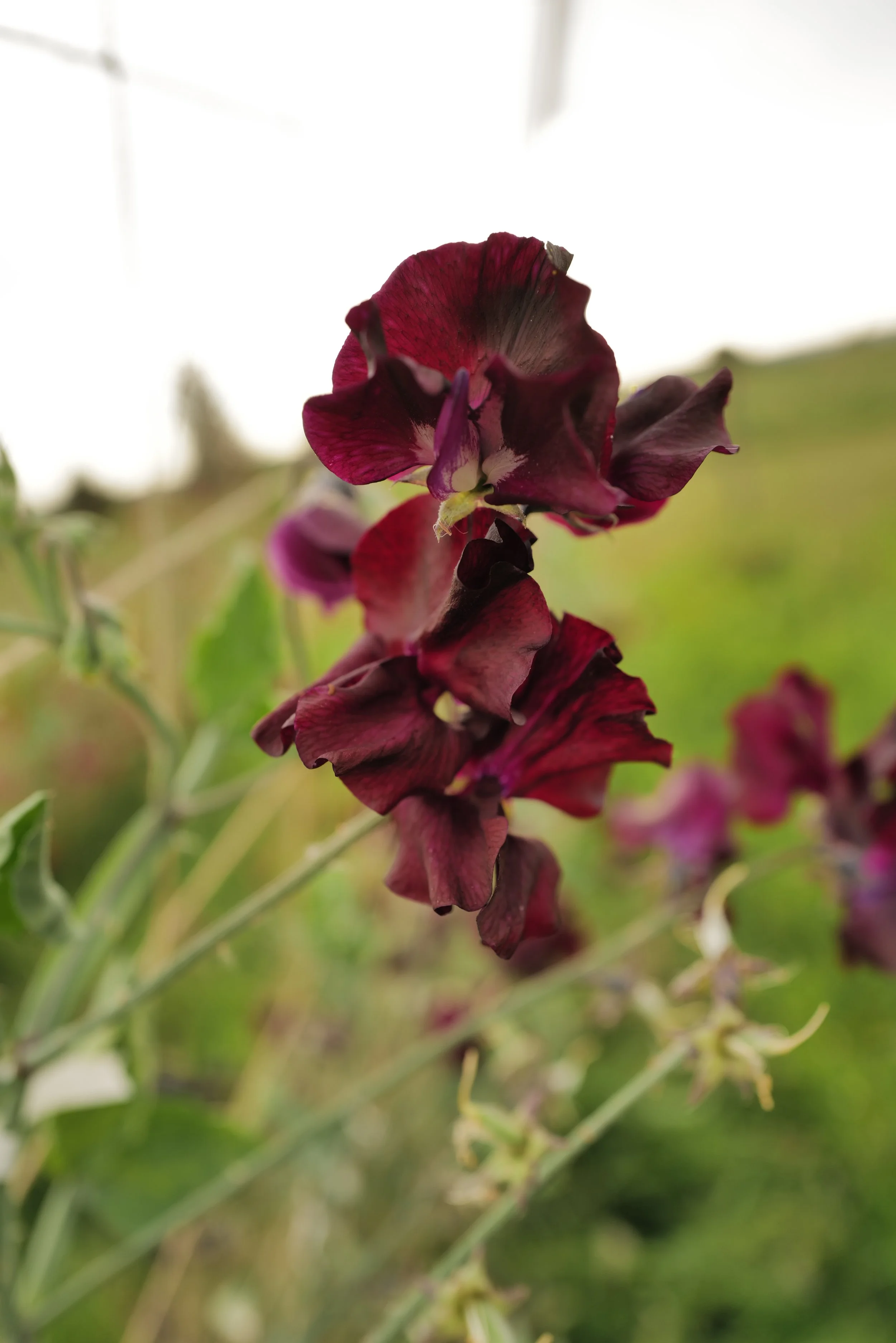 Sweet Pea Allan Hodgson