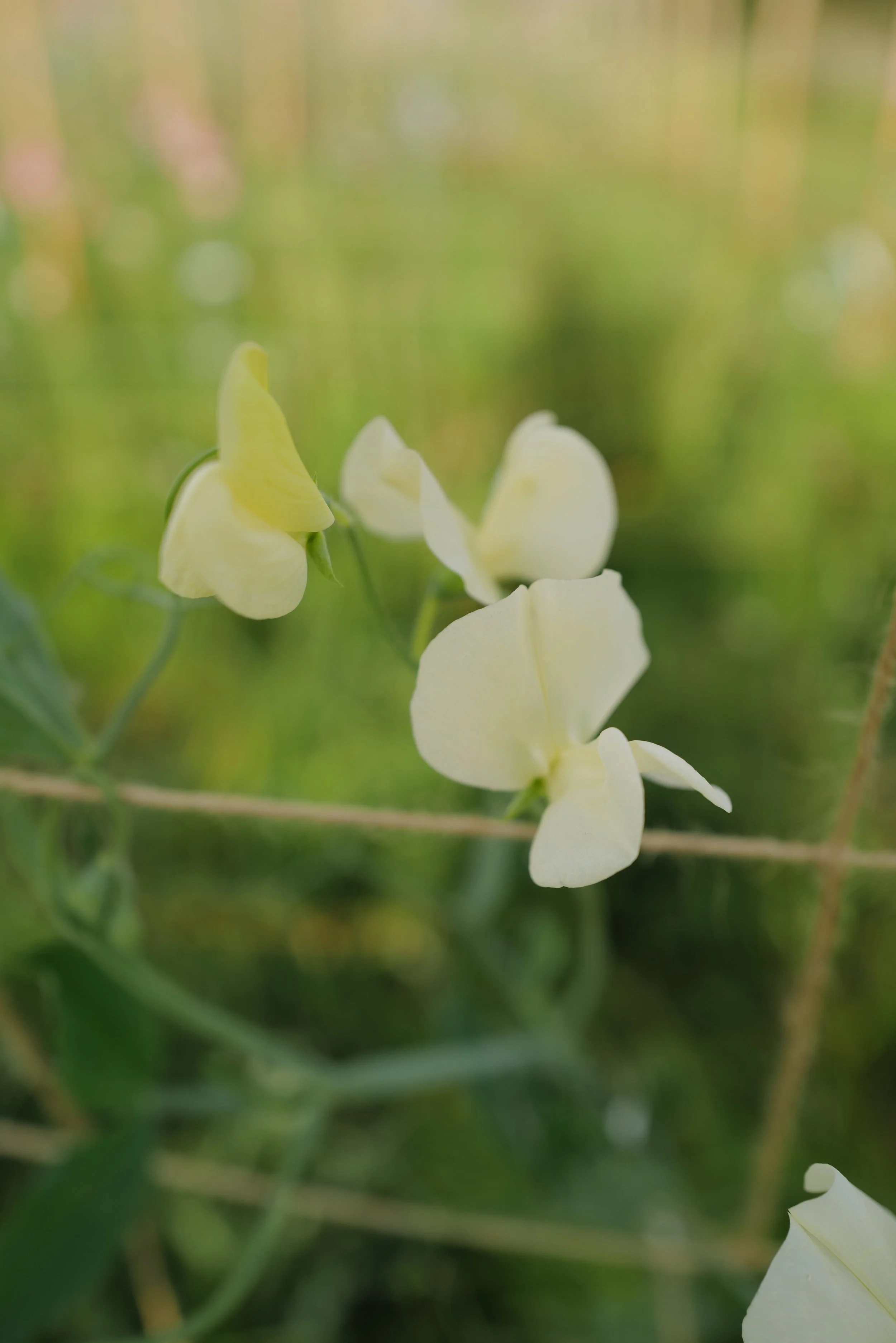 Sweet Pea Primrose