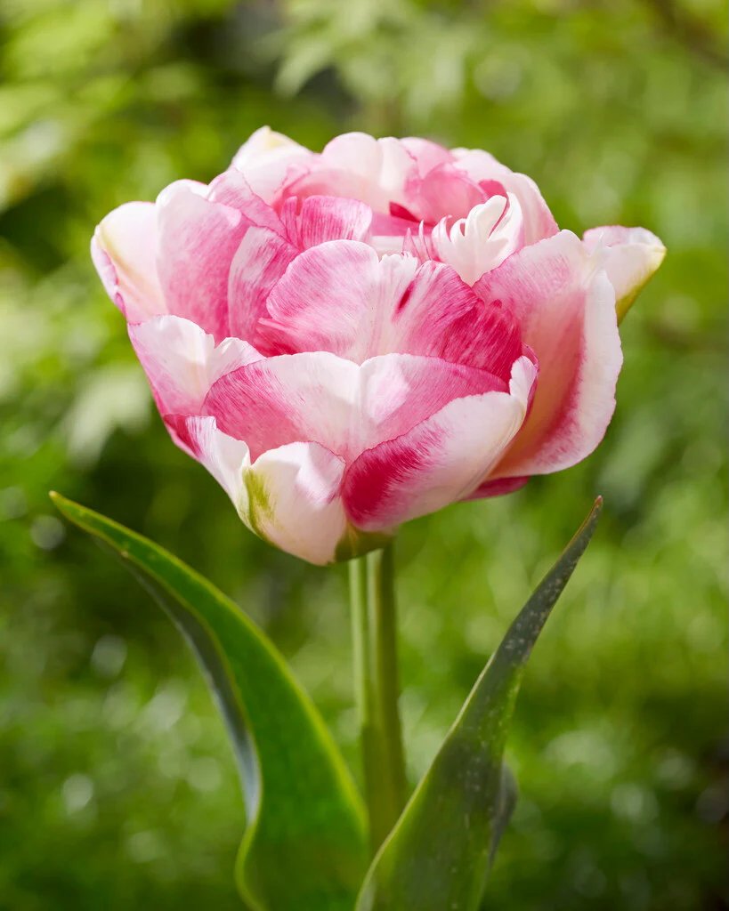 Tulip_Double_Shake_196760.jpeg