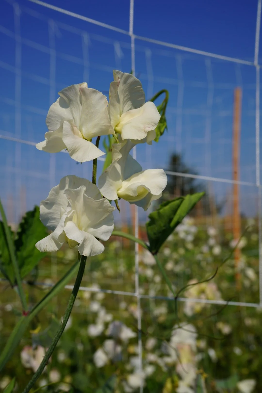 Sweet Pea Jilly