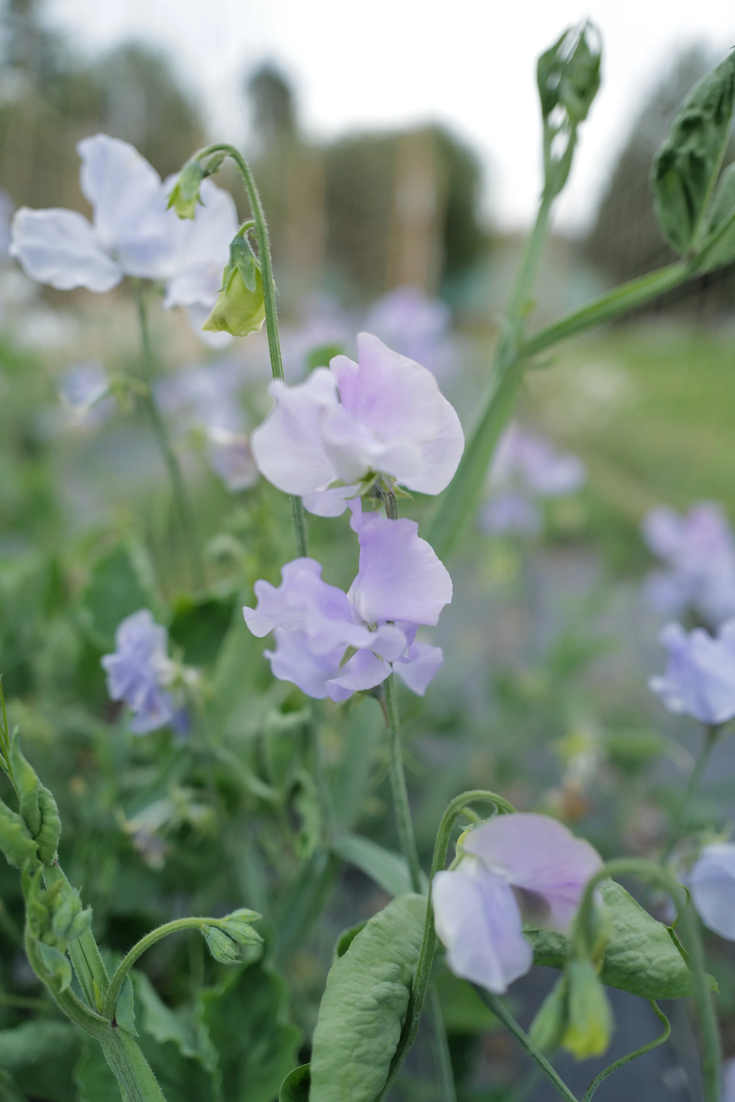 Sweet Pea Ballerina Blue
