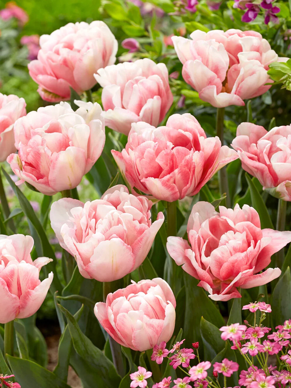 Tulip_Foxtrot-4_580x773@2x.webp