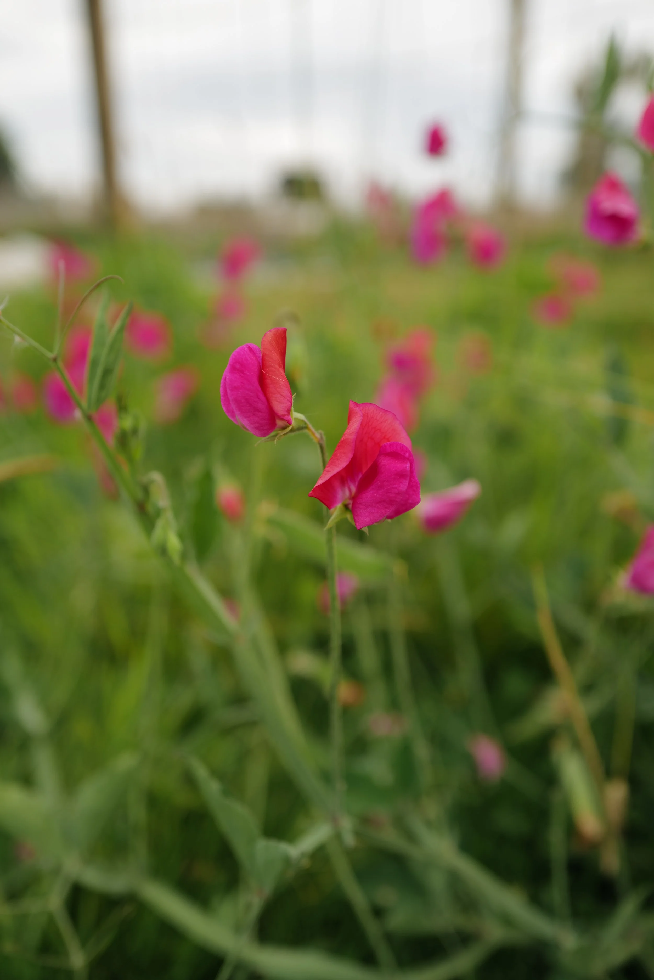 L1020523.JPG