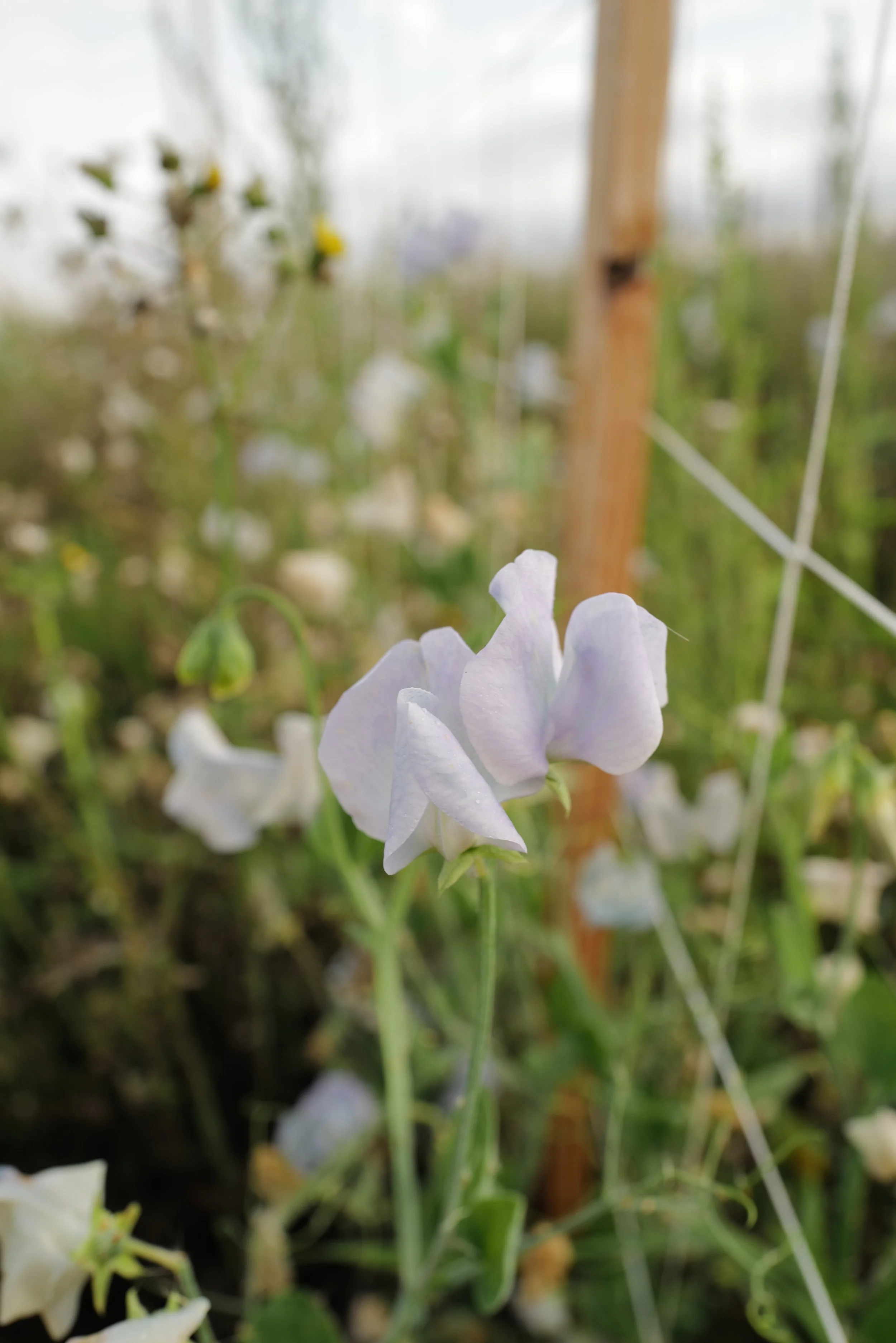 Sweet Pea Lunar Blue