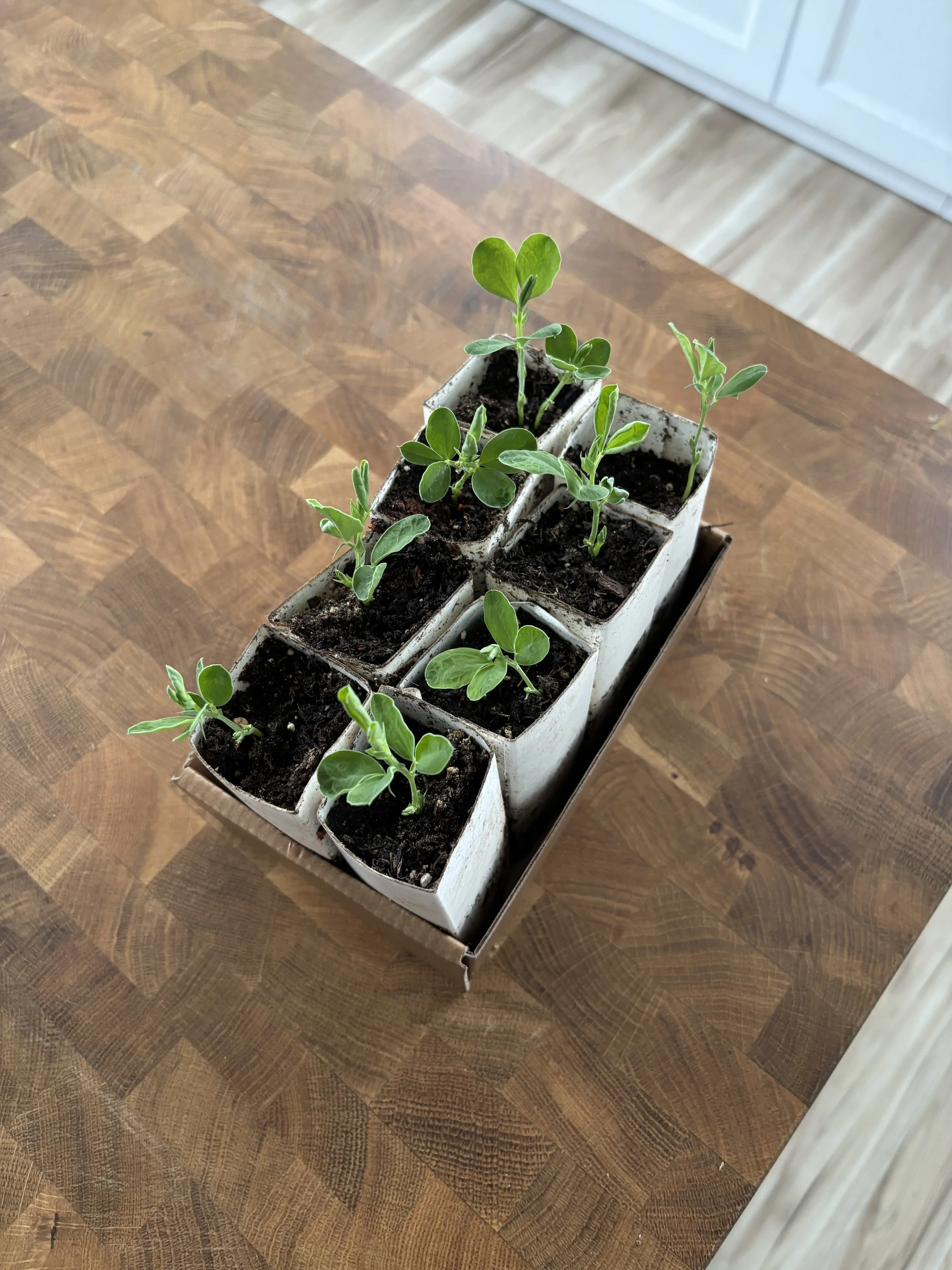 IMG_5296.JPG (Copy) (Copy) (Copy) (Copy)