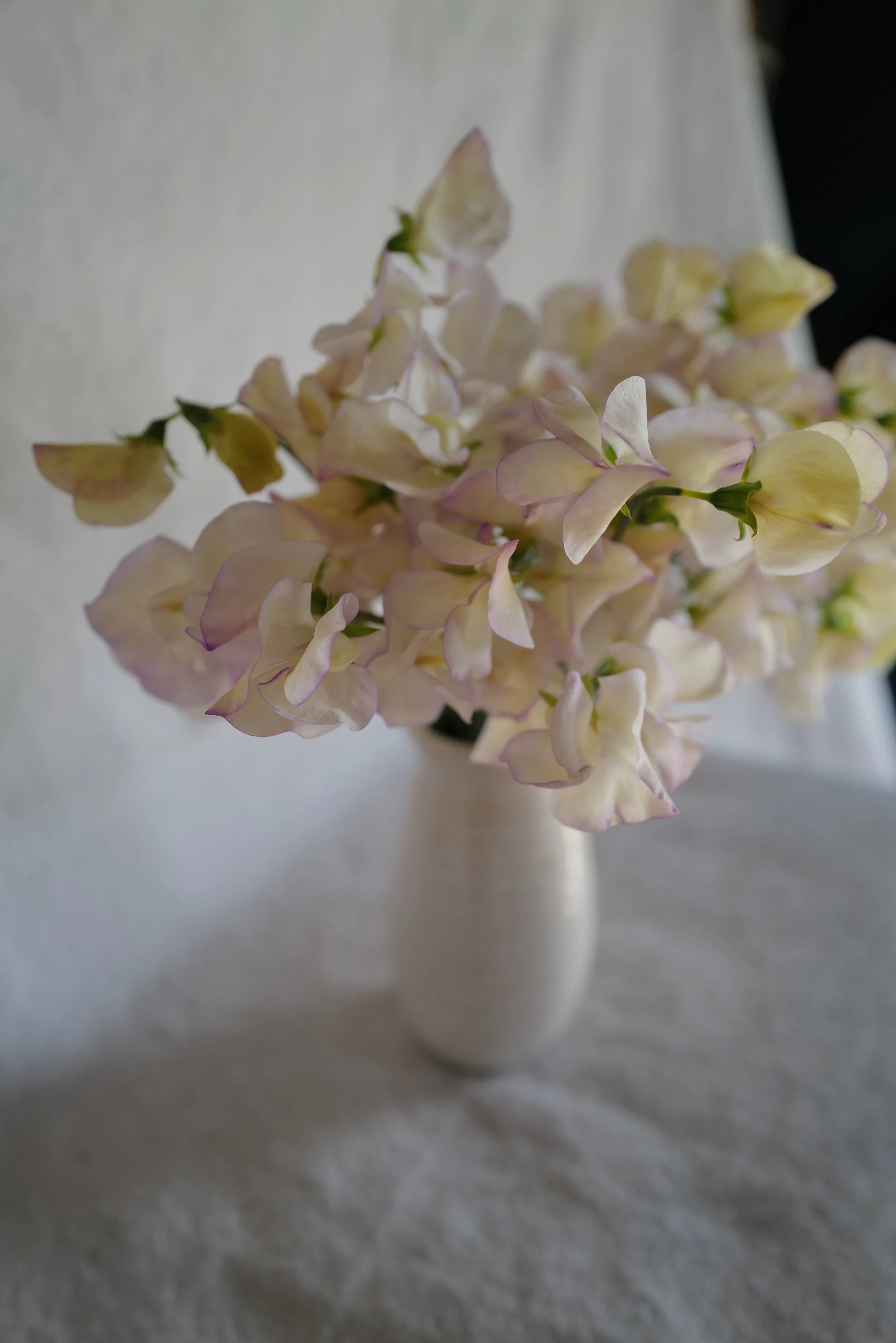 High Scent12.JPG