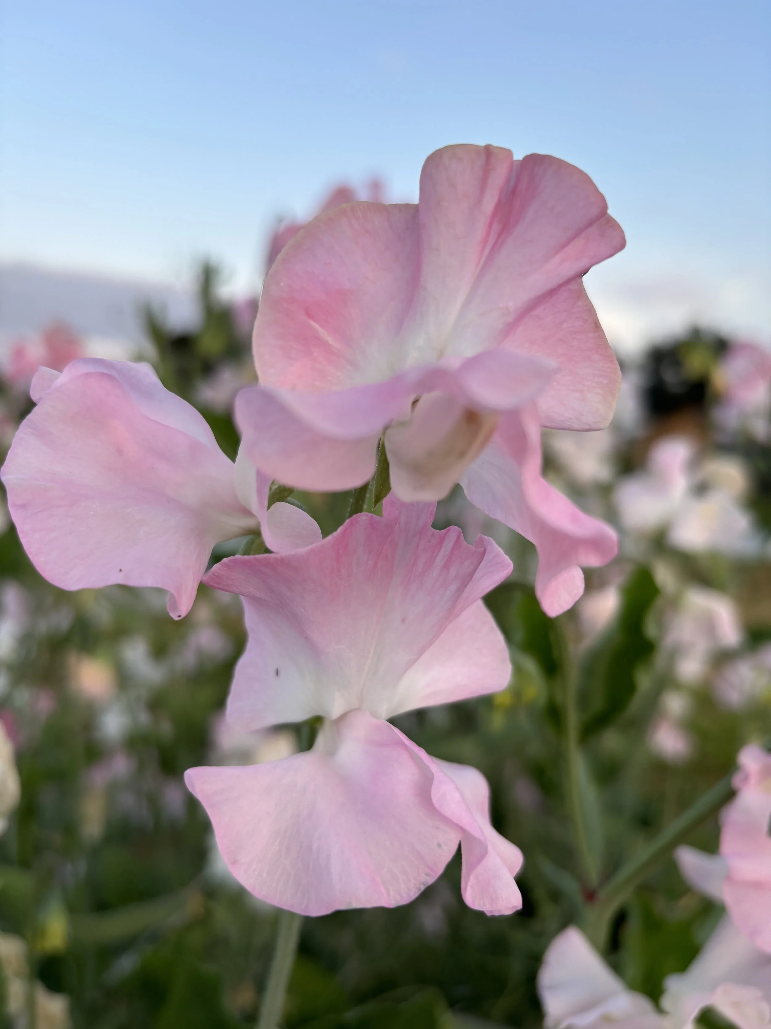Sweet Pea Southbourne