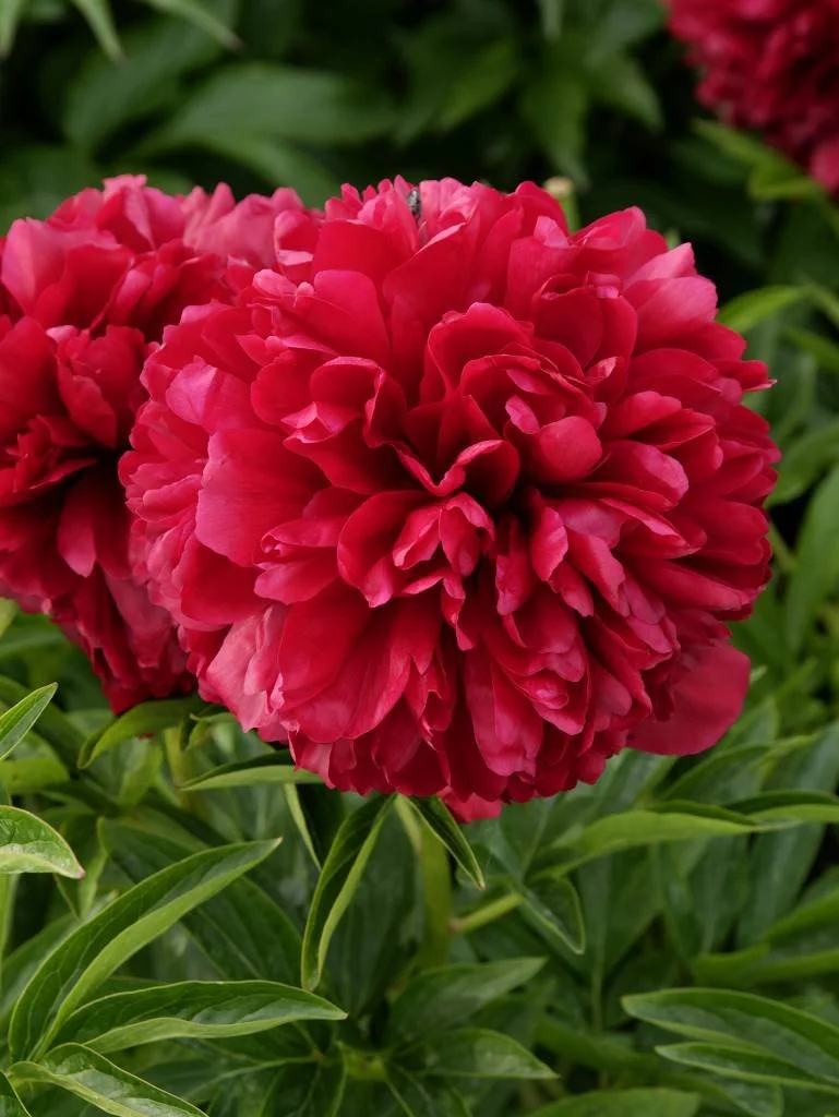 Peony Red Grace
